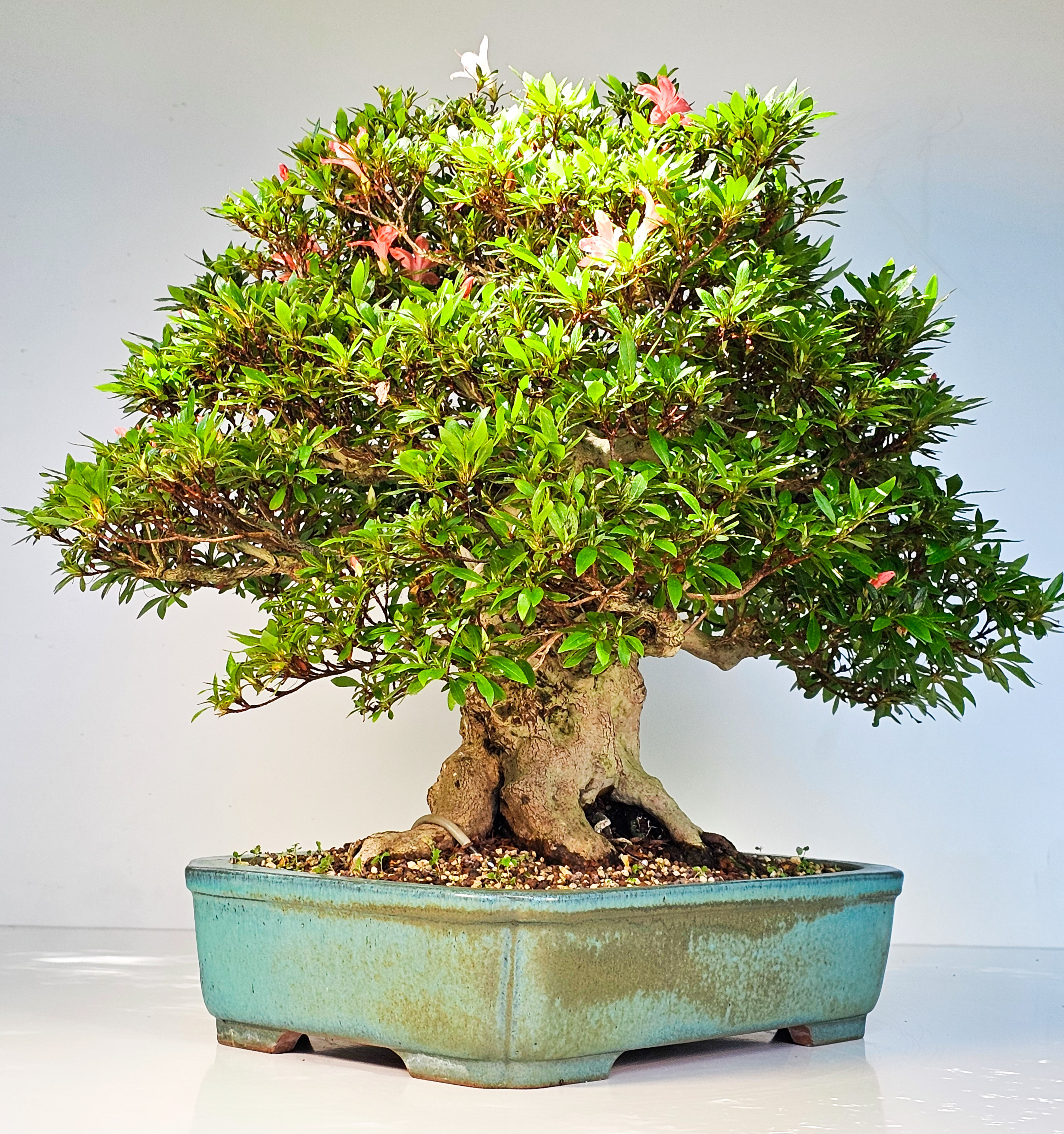 Bonsai Azalee Rhododendron indicum -Nissho no Hakari- 48cm Bonsai Azalee Rhododendron indicum -Nissho no Hakari- 48cm