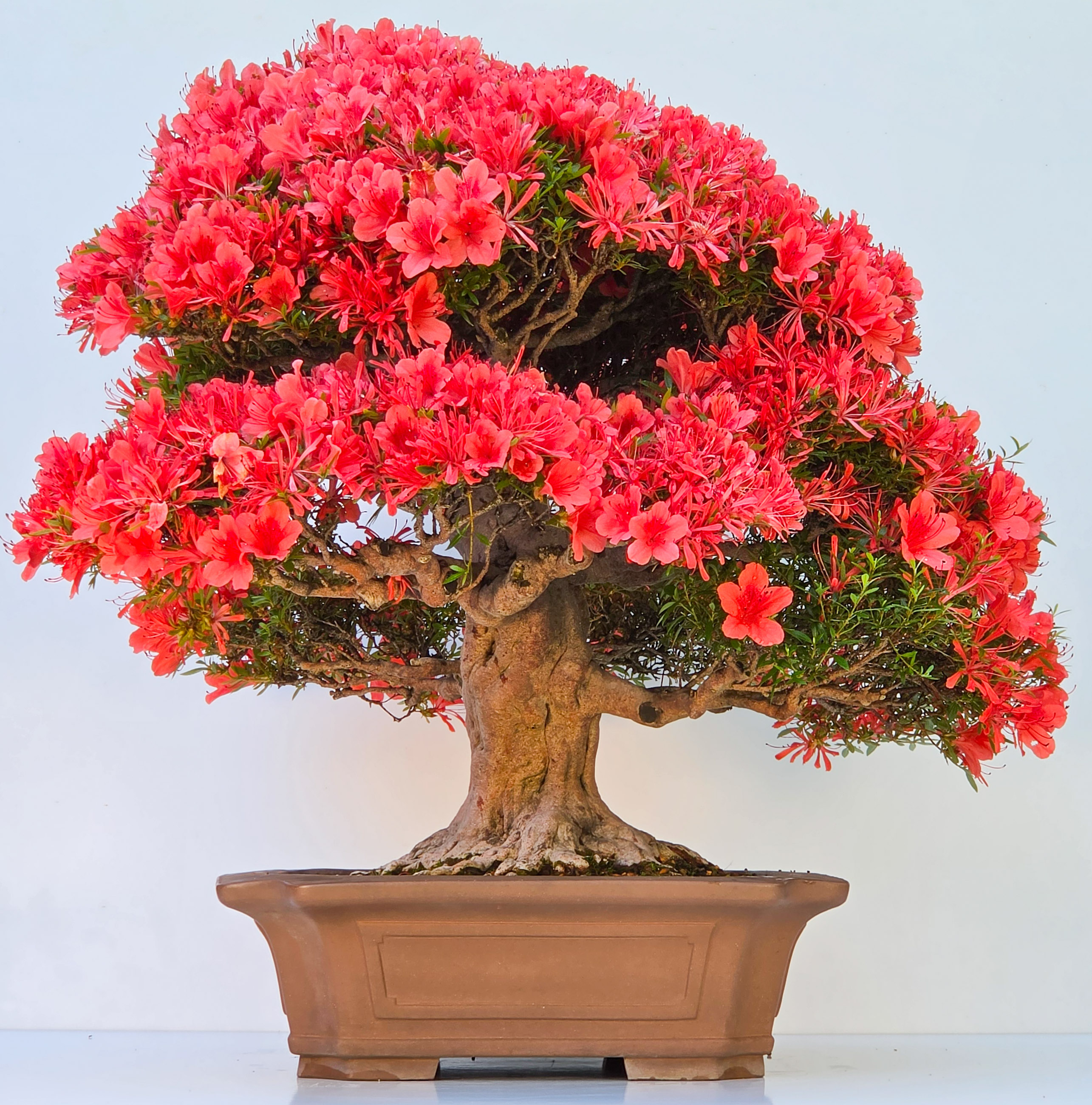 Bonsai Premium Azalee -  Rhododendron indicum kinsai 63cm Video!!