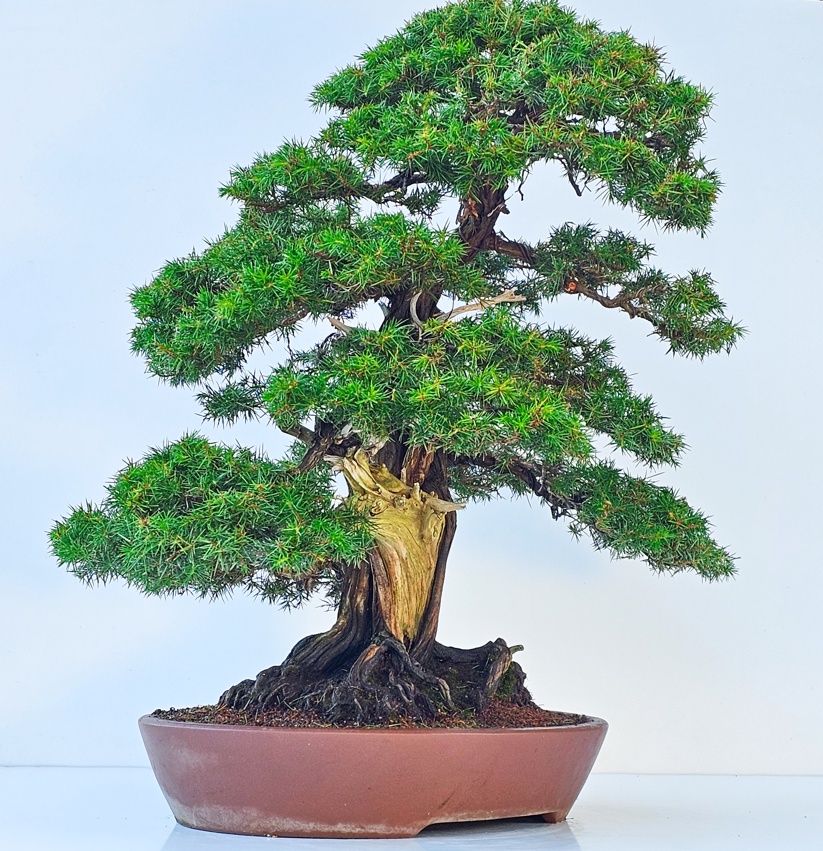 Bonsai Igelwacholder - Juniperus Rigida 67cm  