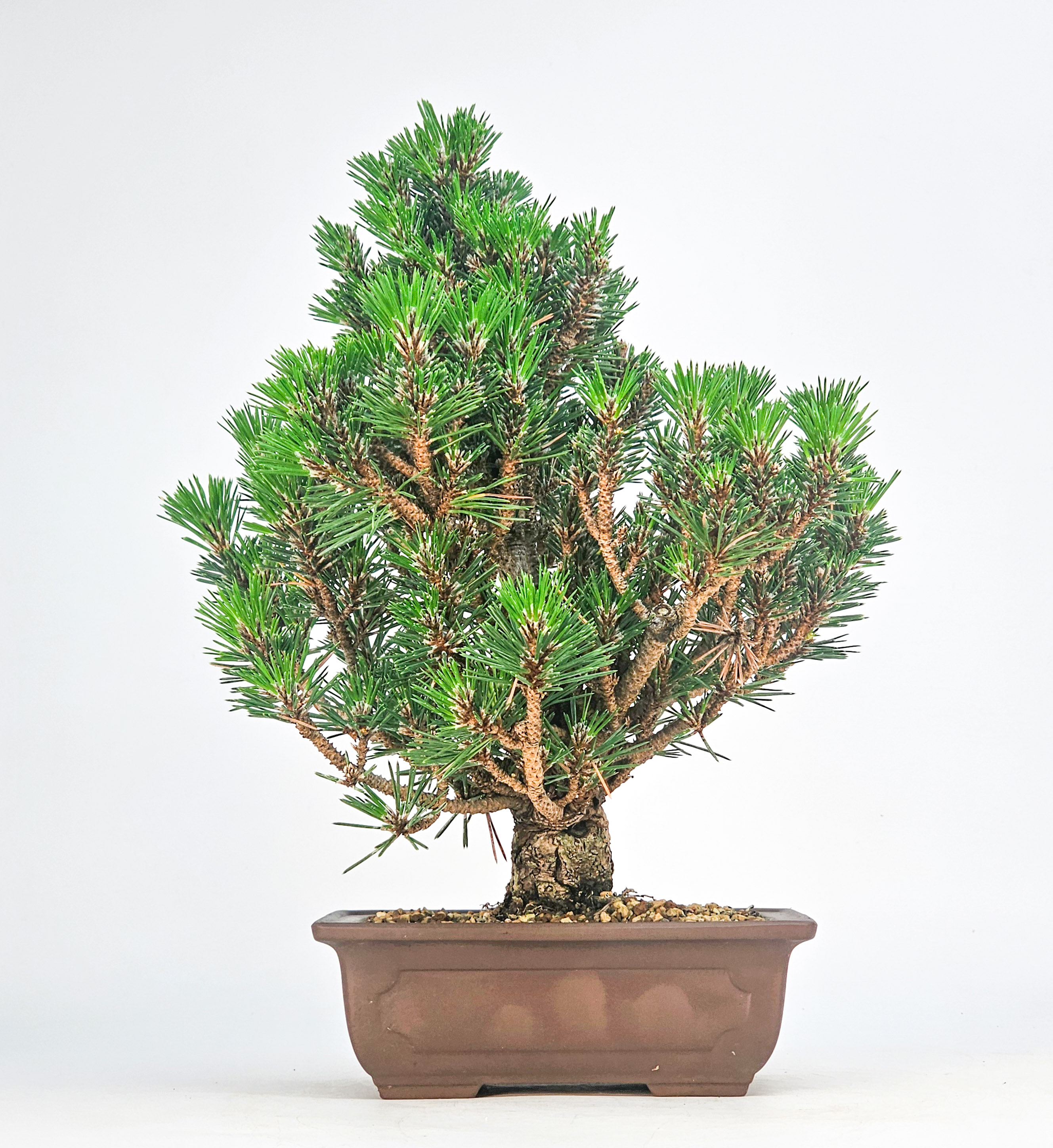Bonsai Schwarzkiefer - Pinus thunbergii 26cm