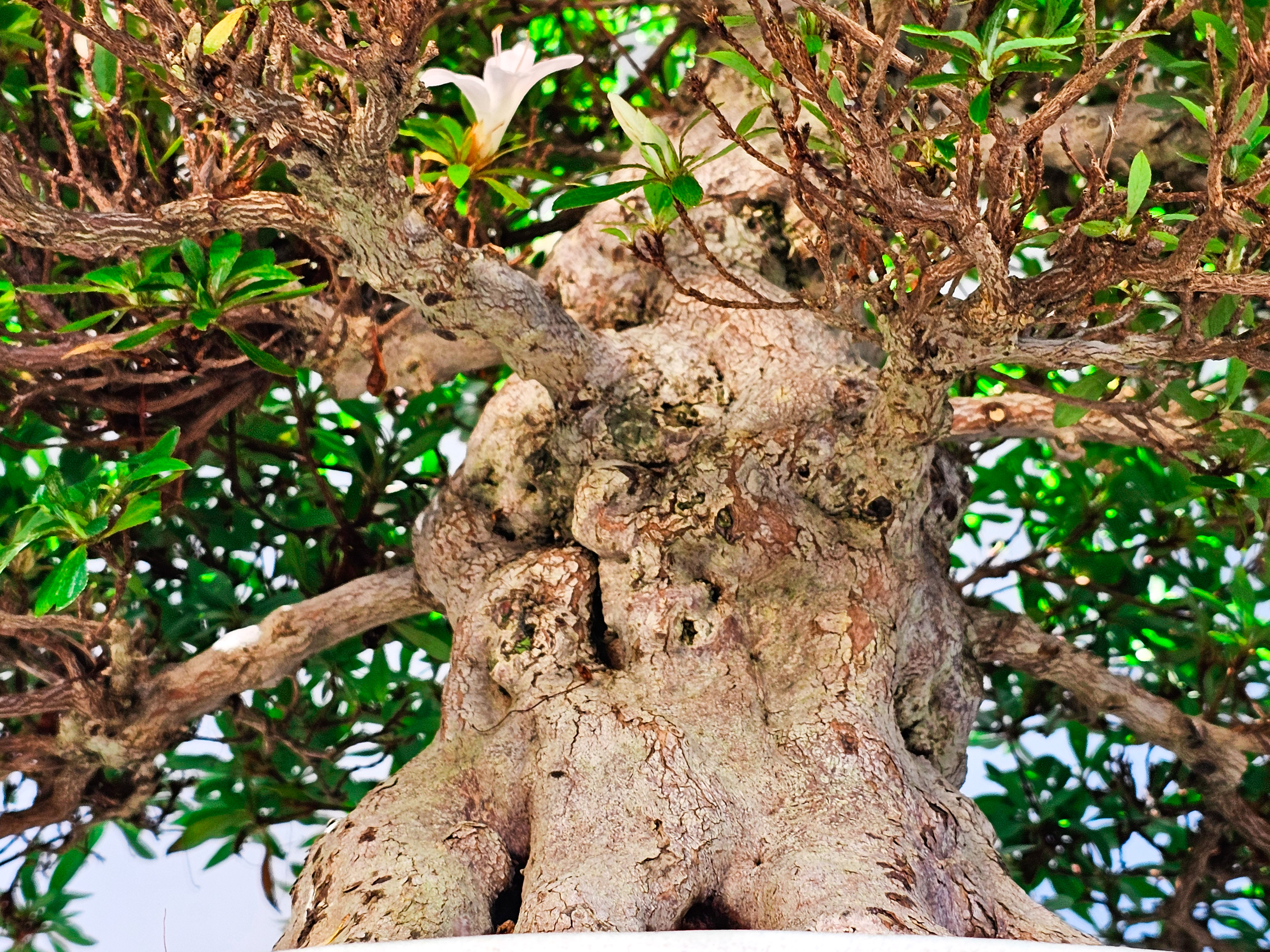 Bonsai Azalee Rhododendron indicum -Kozan- 55cm Bonsai Azalee Rhododendron indicum -Kozan- 55cm