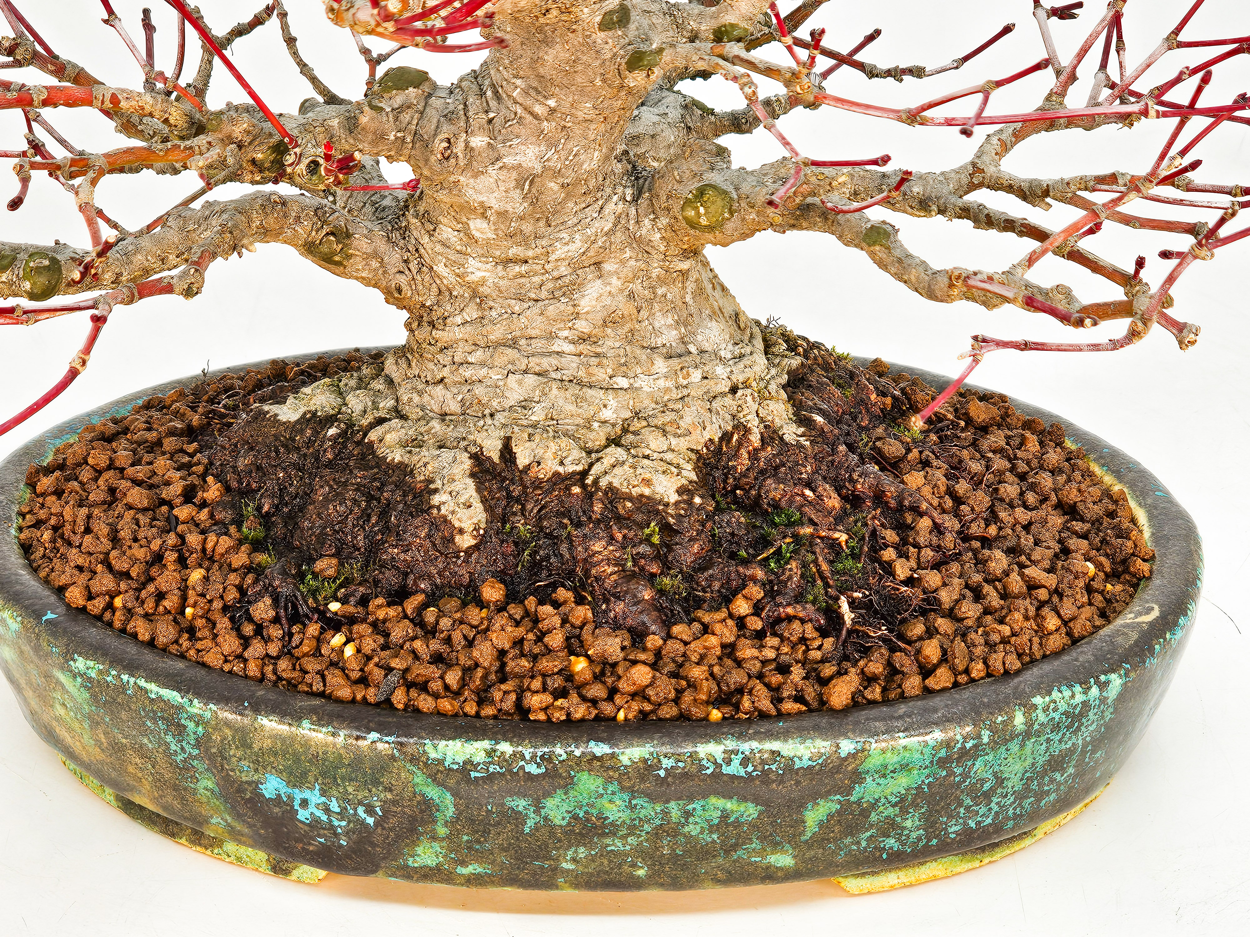 Bonsai Fächerahorn - Acer palmatum Shohin 18cm Video!! Bonsai Fächerahorn - Acer palmatum Shohin 18cm Video!!