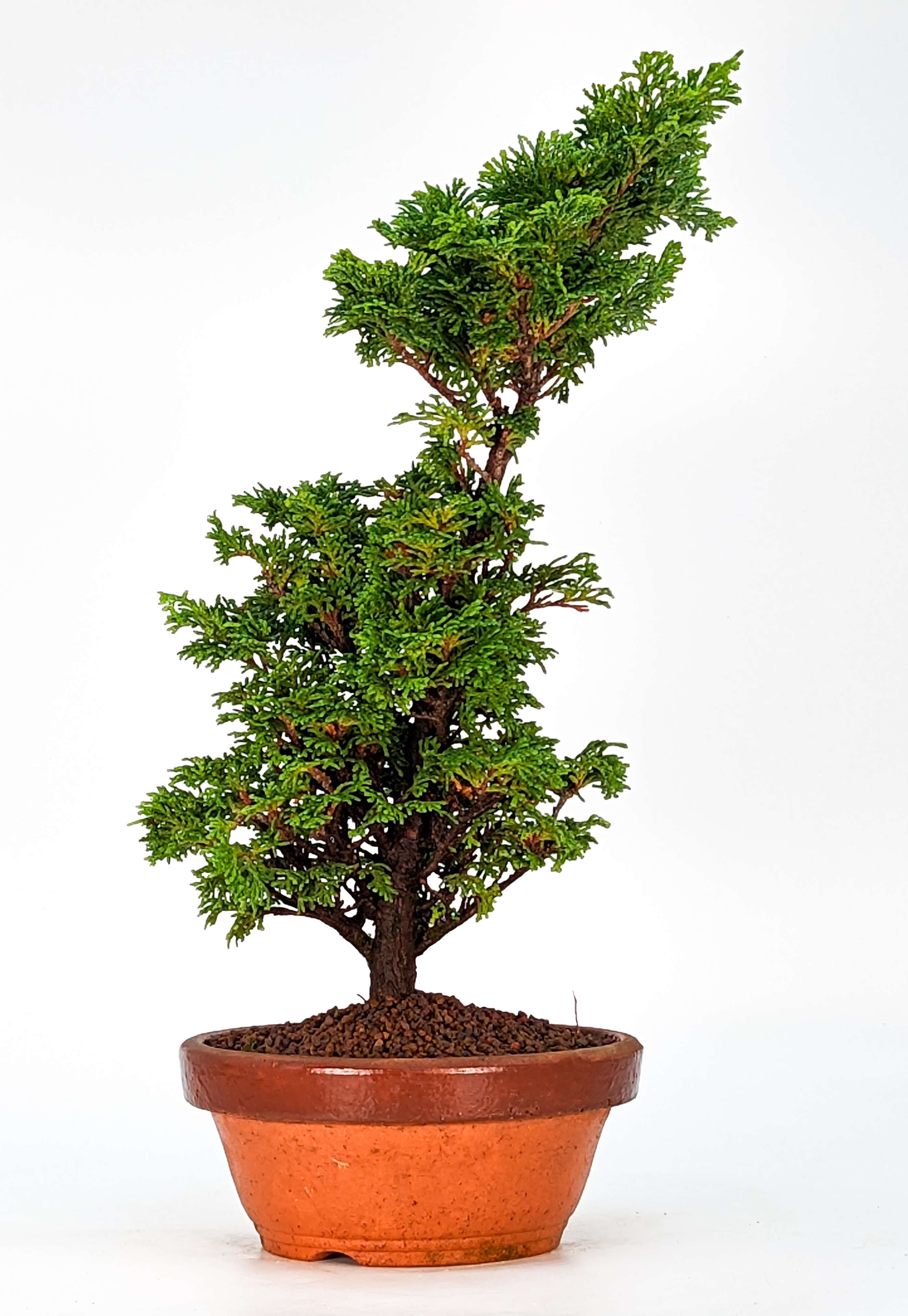 Bonsai Hinoki Scheinzypresse - chamaecyparis obtusa 32cm