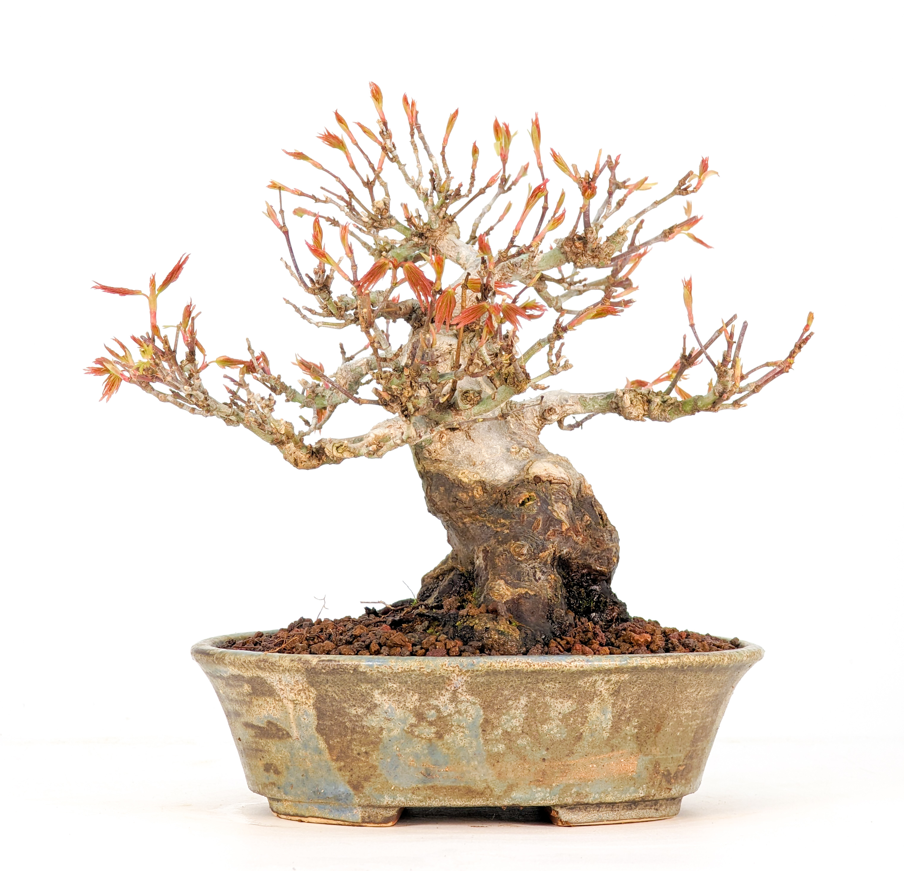 Bonsai Fächerahorn Acer Palmatum Yamamomiji Shohin 12cm