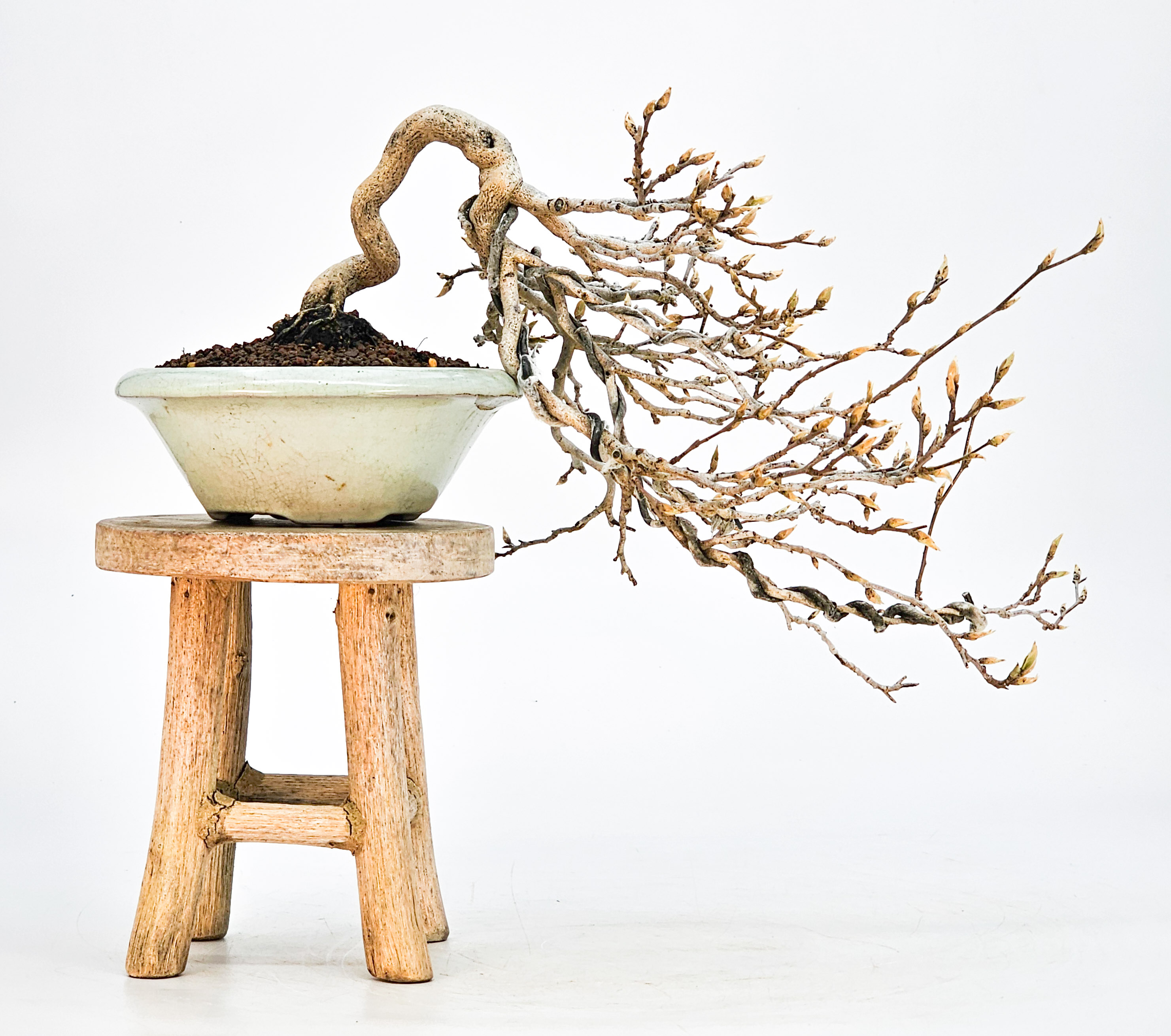 Bonsai Diospyros kaki Kakipflaume  Shohin 20cm