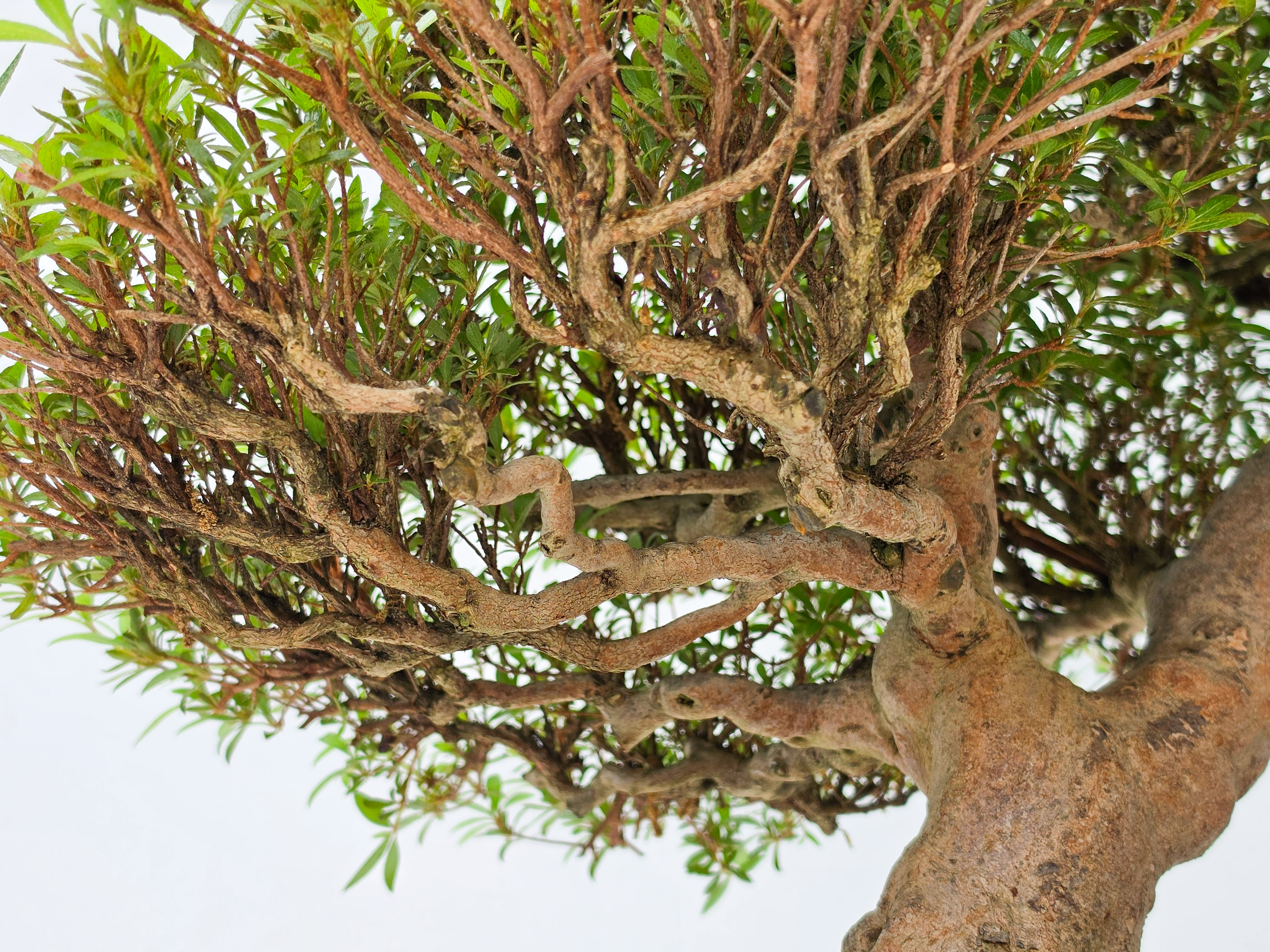 Bonsai Premium Azalee -  Rhododendron indicum kinsai 60cm