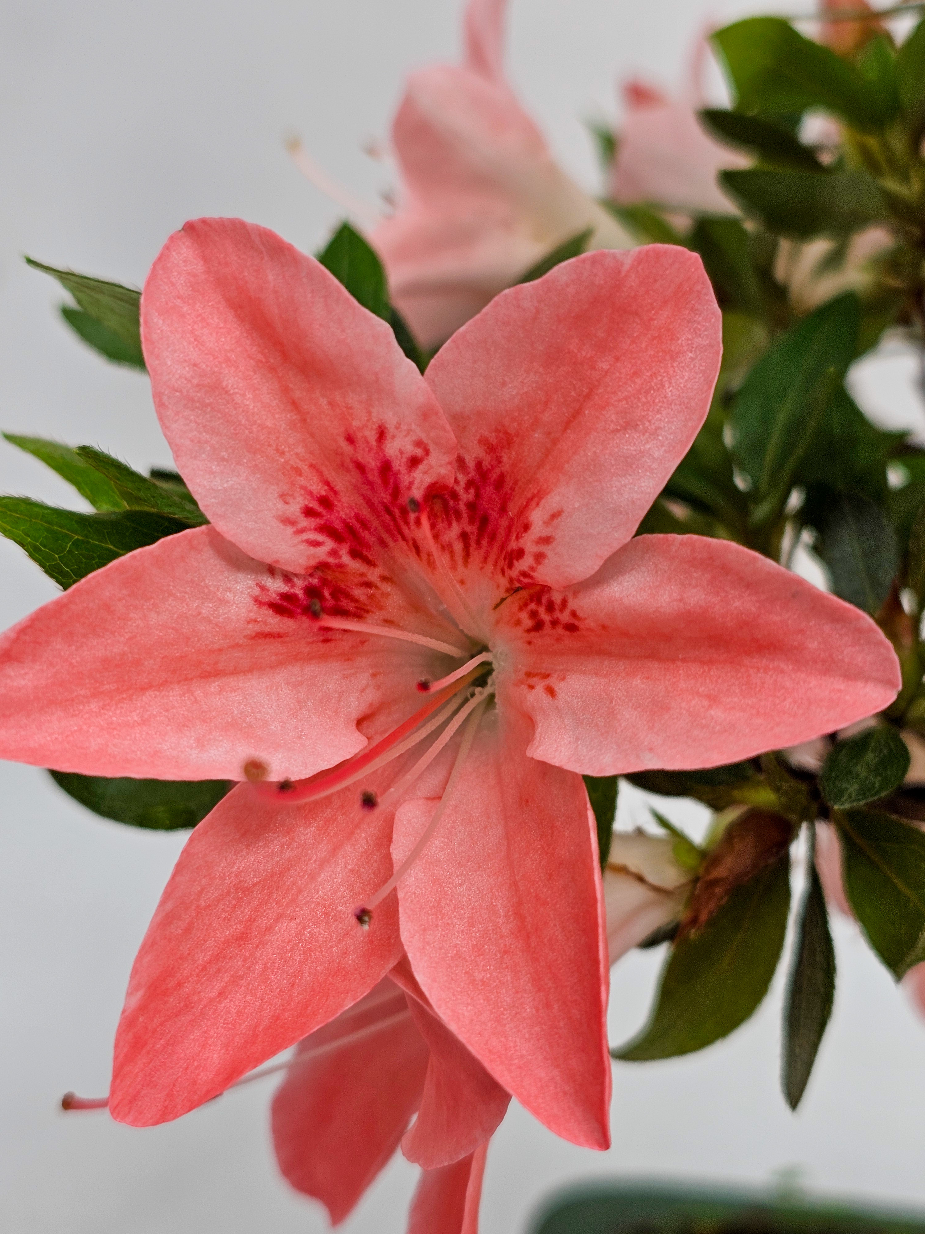 Bonsai Azalee Rhododendron indicum -Shin Koyo- 58cm Bonsai Azalee Rhododendron indicum -Shin Koyo- 58cm