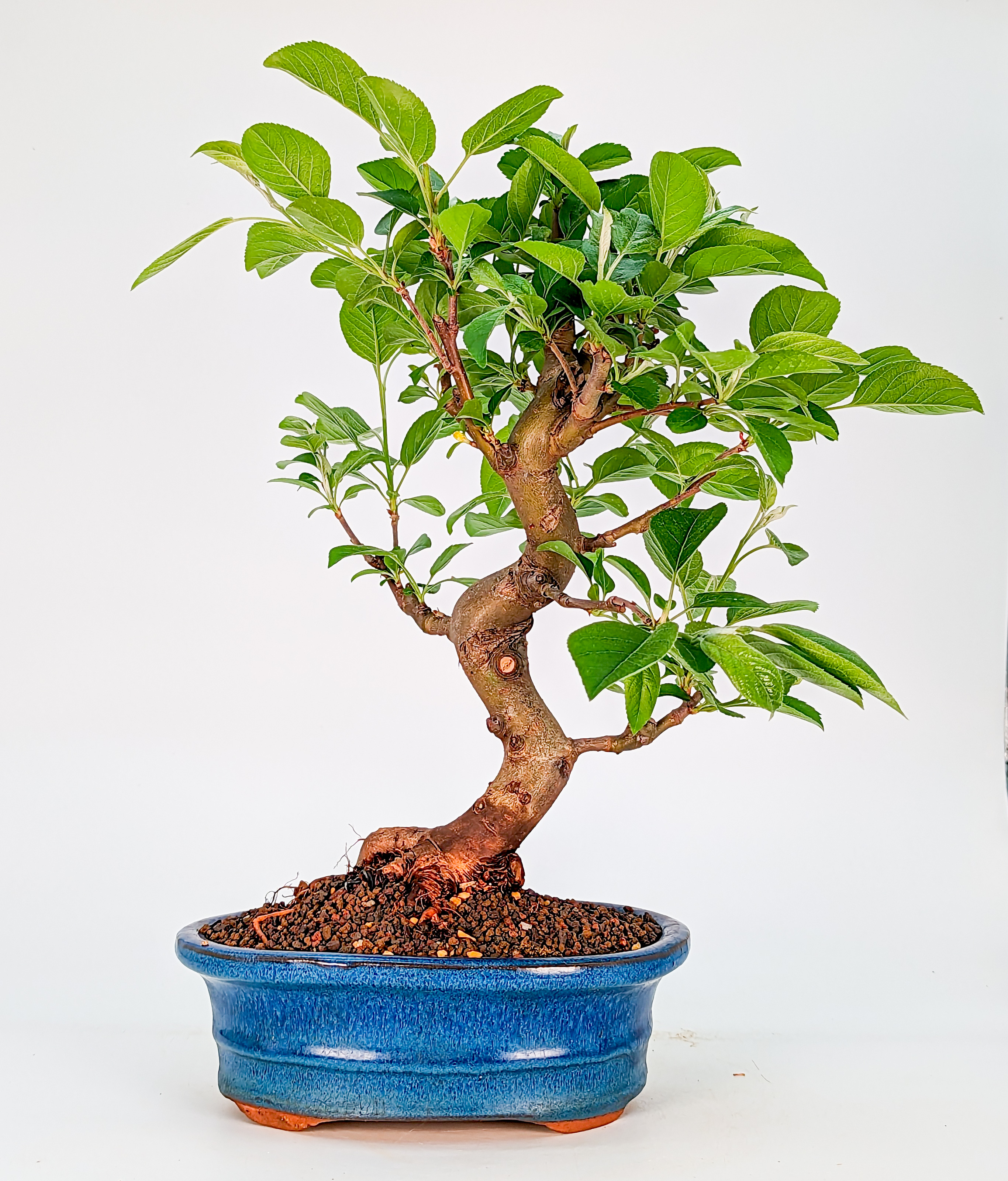 Bonsai Malus - Apfel 27cm 