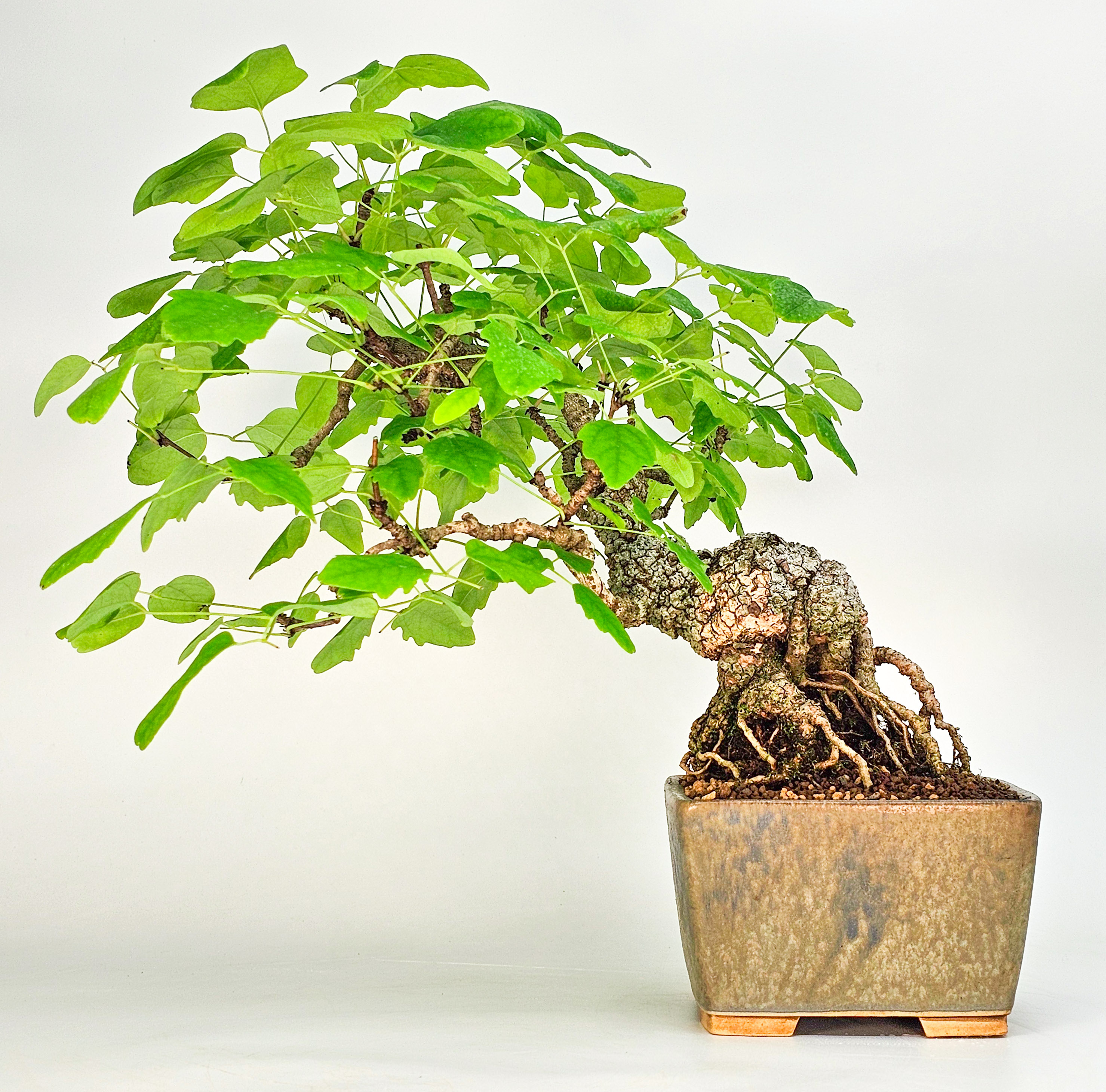 Bonsai Akebia quinata 24cm