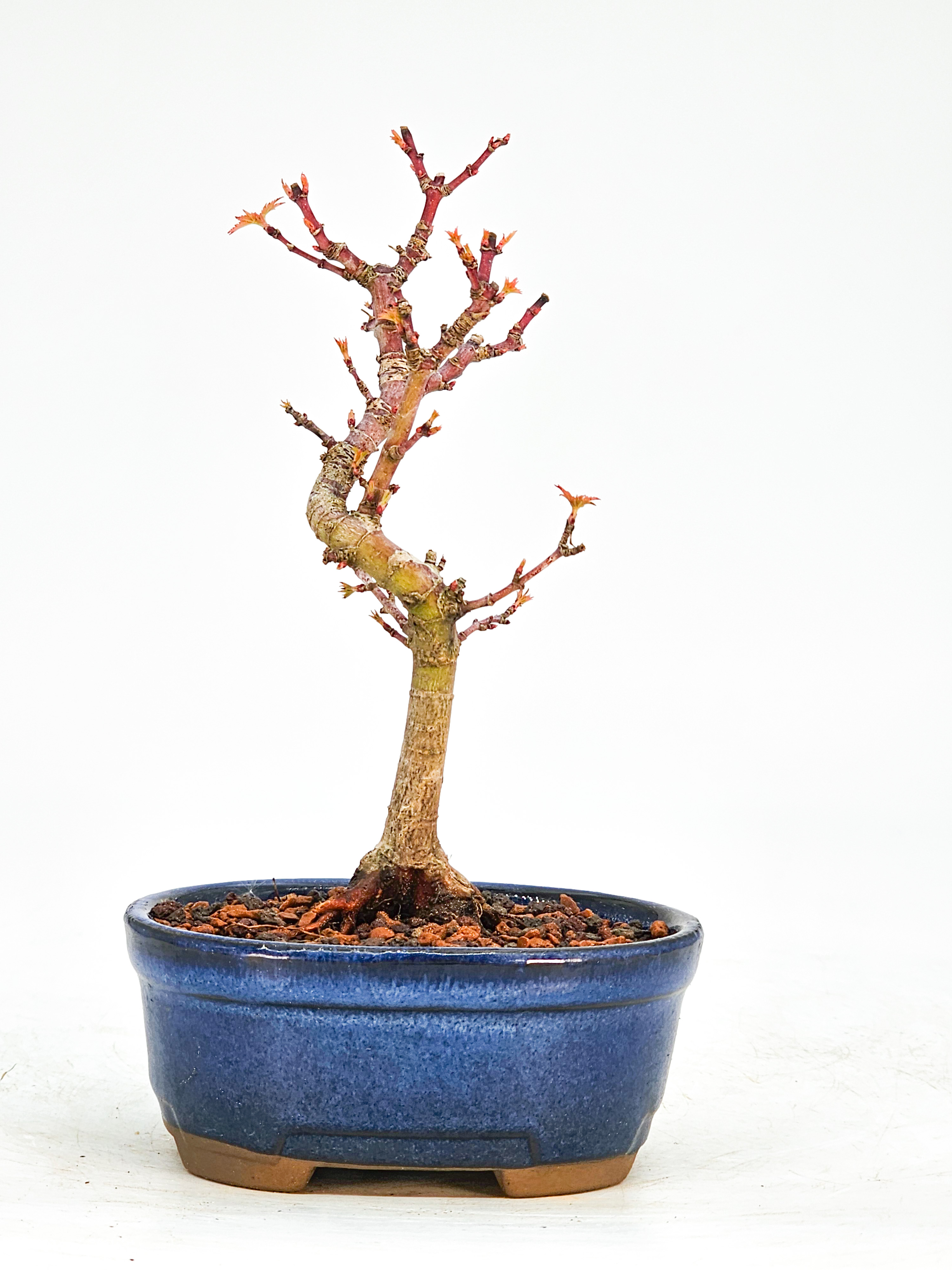 Bonsai Fächerahorn Acer Palmatum Kotohime 13cm 