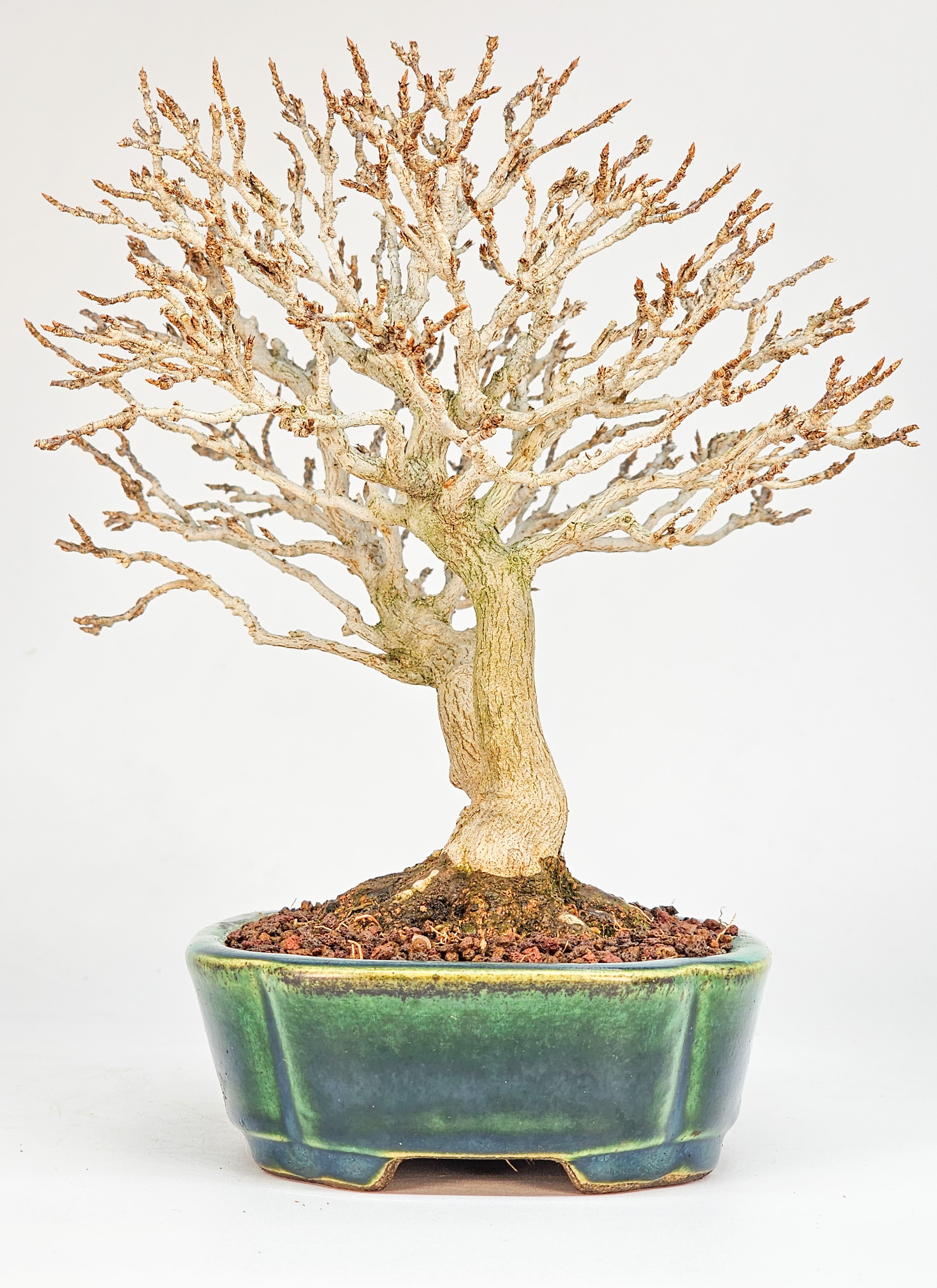 Bonsai Dreispitzahorn - Acer buergerianum Shohin 18cm