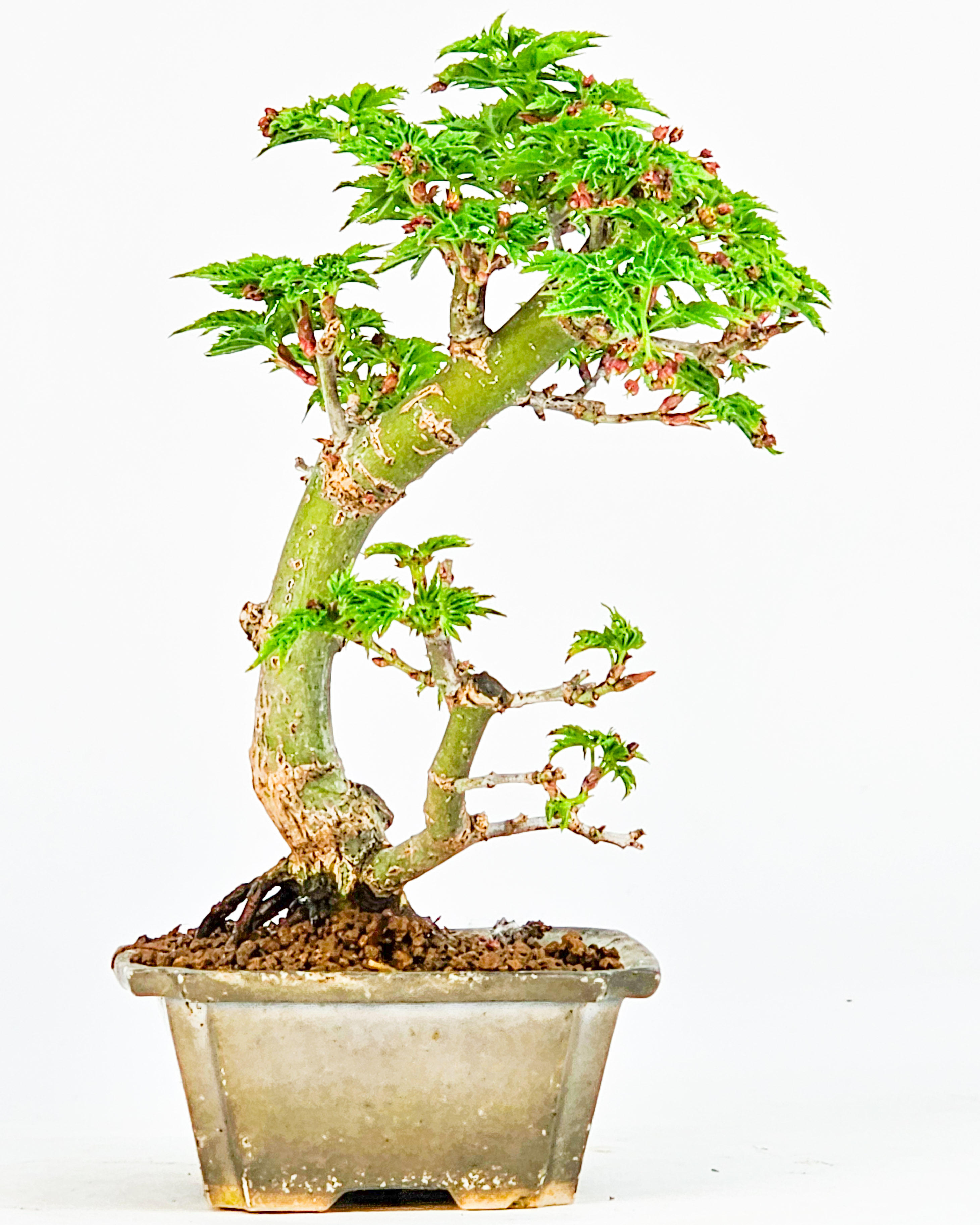 Bonsai Löwenkopfahorn- Acer palmatum Shishigashira Shohin 11cm   