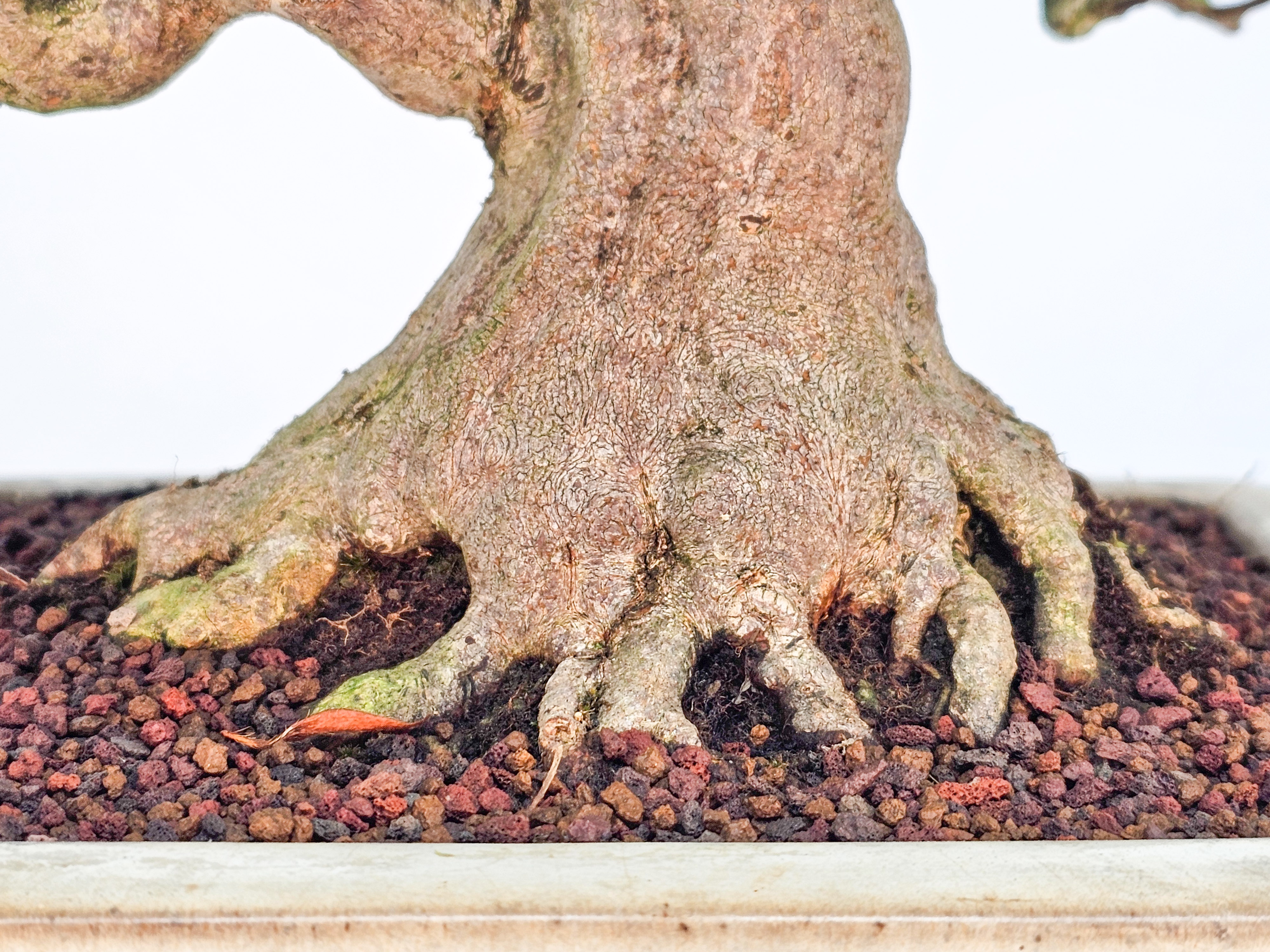 Bonsai Azalee - Rhododendron indicum - Hikorin 24cm