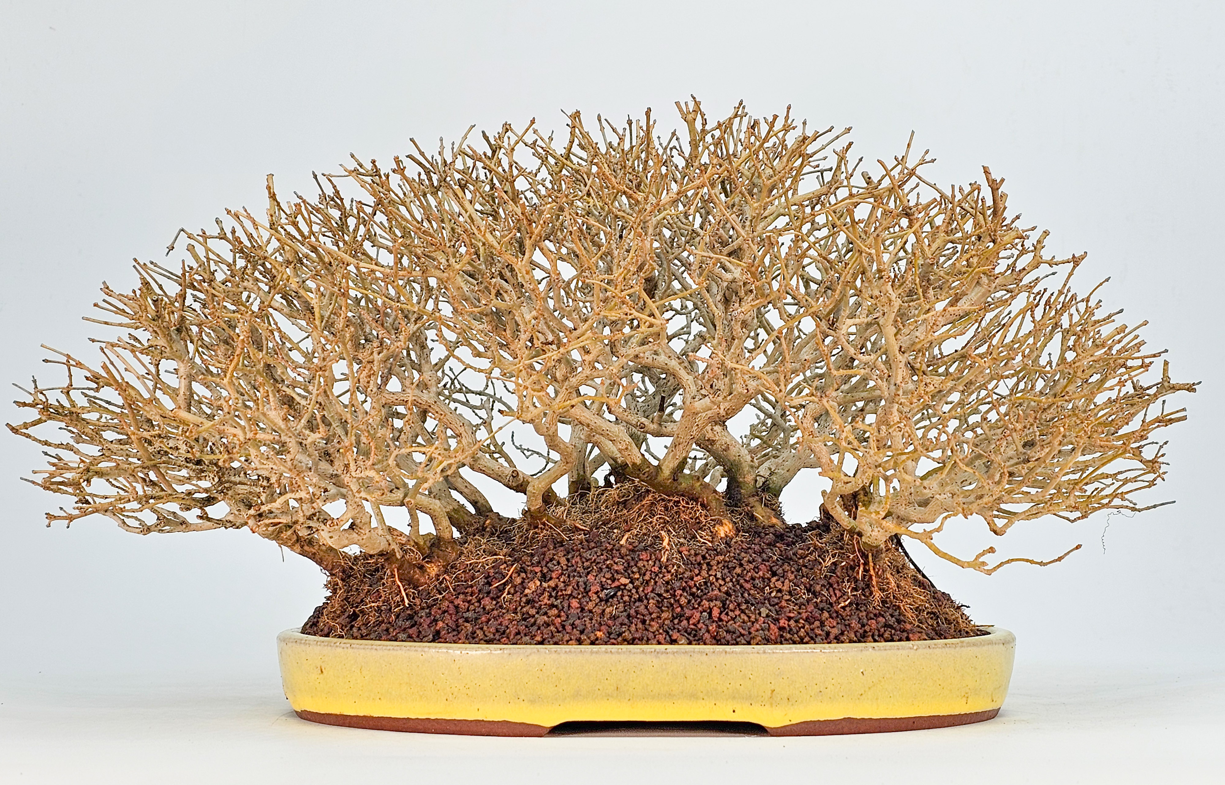 Bonsai Premium Zürgelbaum - Celtis sinensis Shohin 18cm