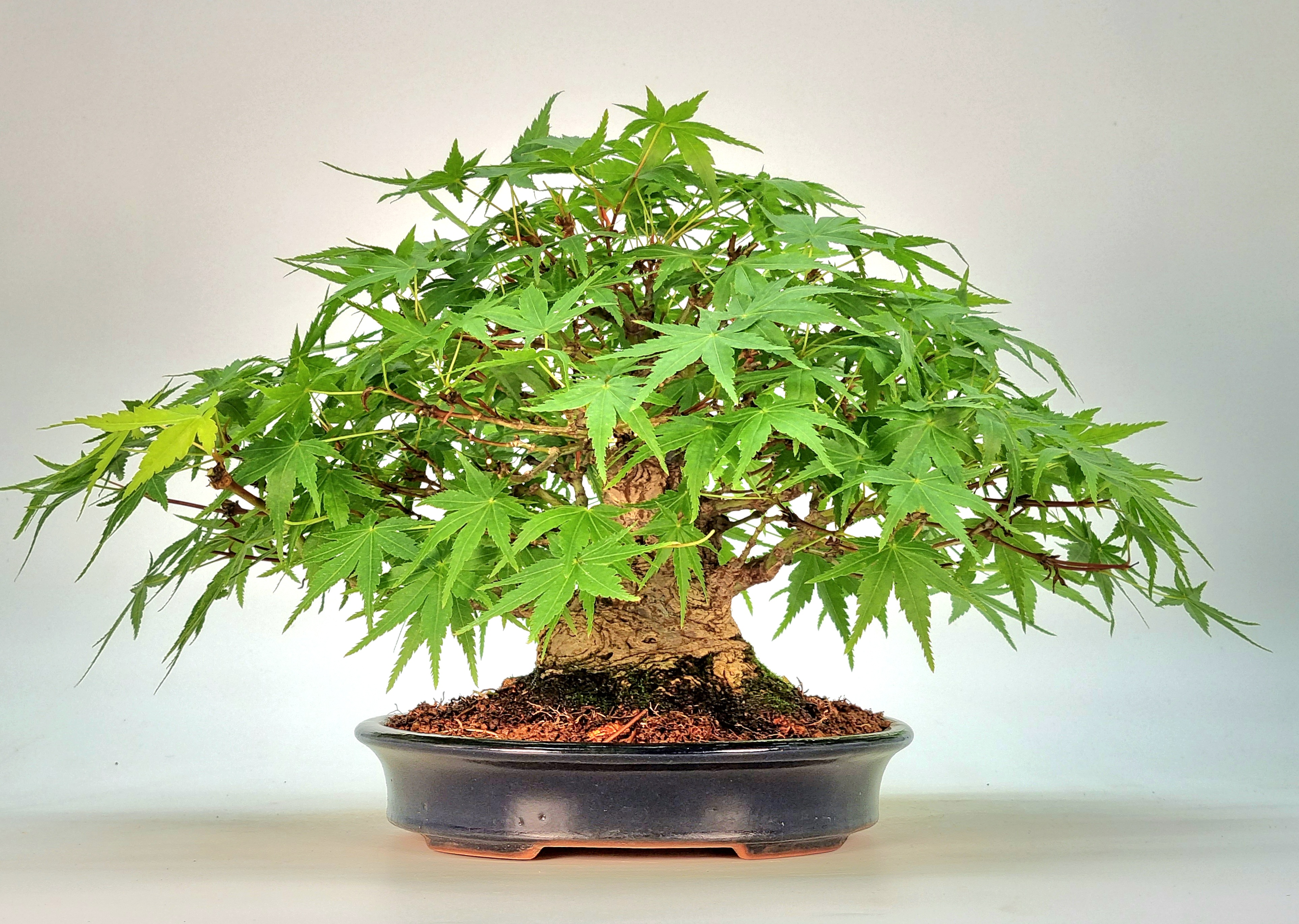 Bonsai Fächerahorn - Acer palmatum Yamamomiji Shohin 15cm    