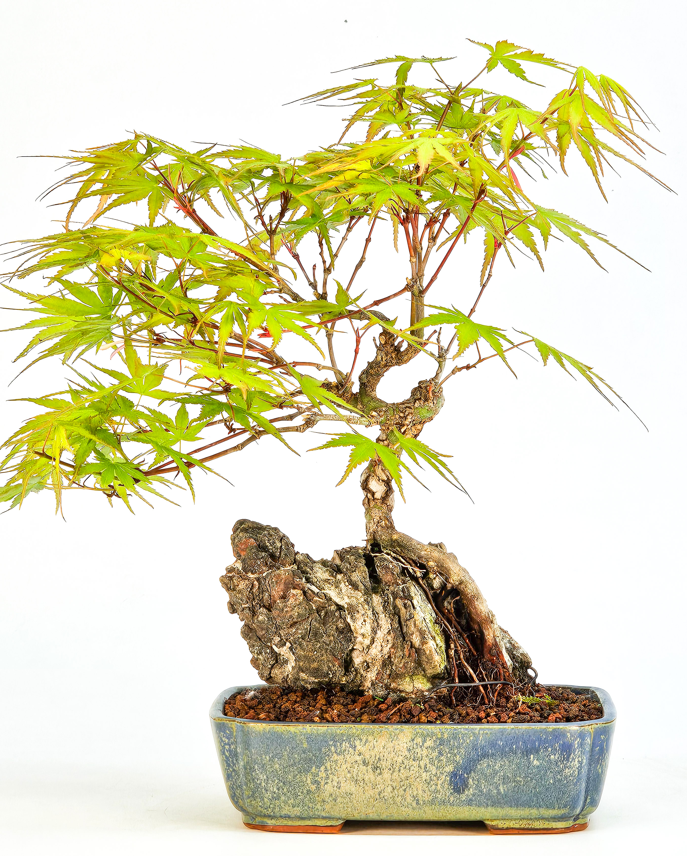 Bonsai Fächerahorn - Acer palmatum Arakawa 23cm  