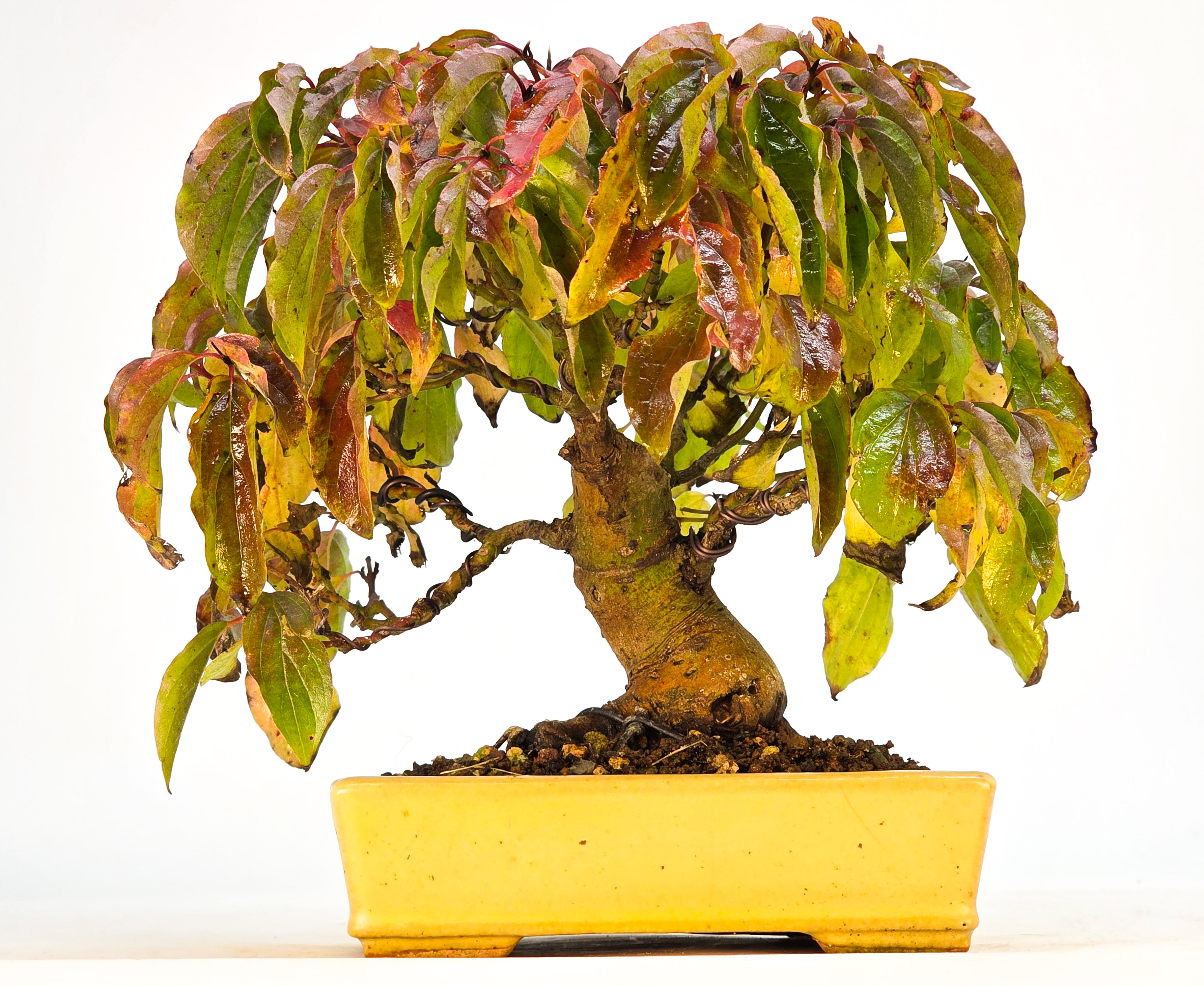 Bonsai Kornelkirsche - Cornus mas Shohin 15cm 