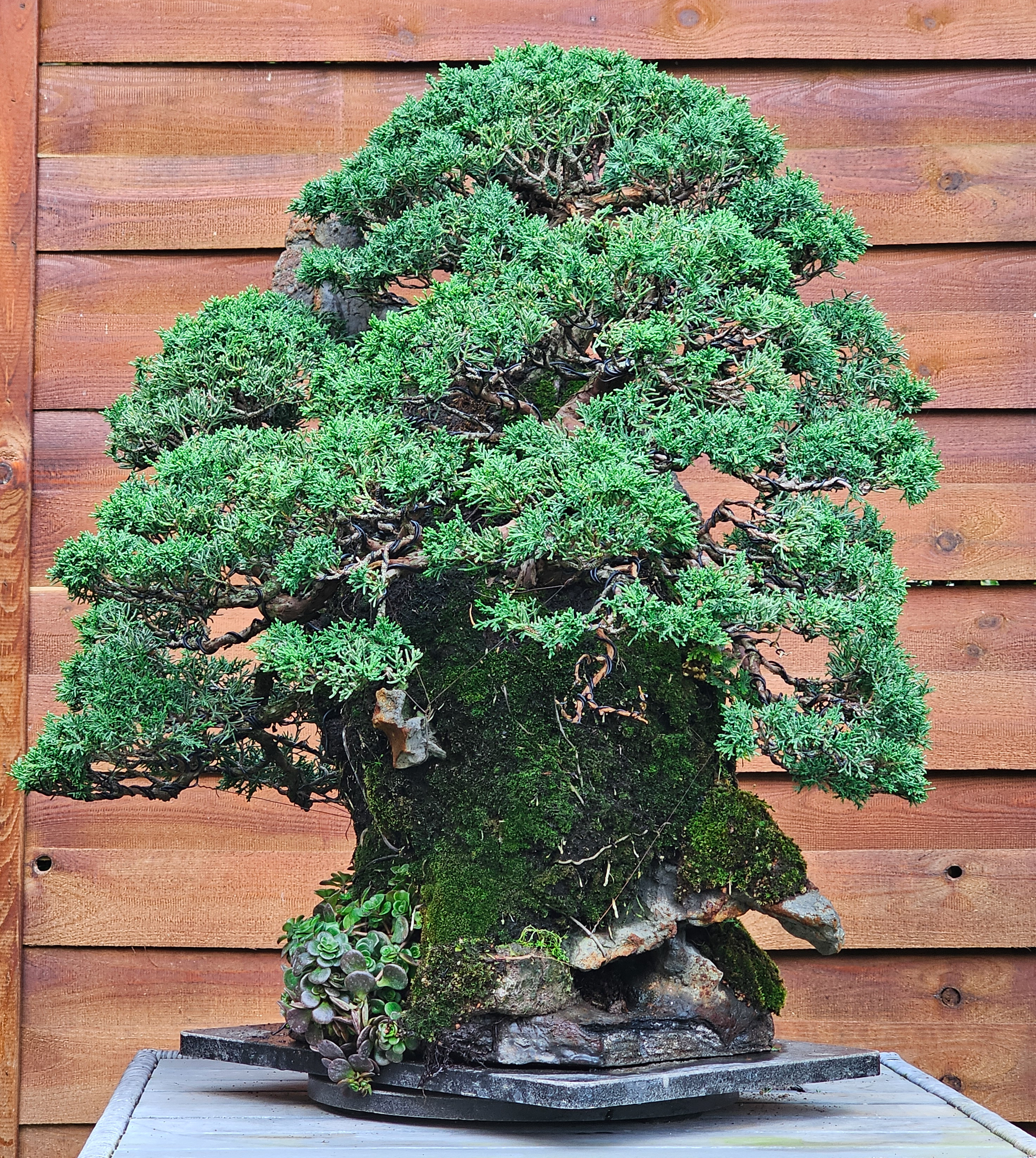 Bonsai Wacholder Juniperus chinensis Ishitsuki 72cm Video!! Bonsai Wacholder Juniperus chinensis Ishitsuki 72cm Video!!