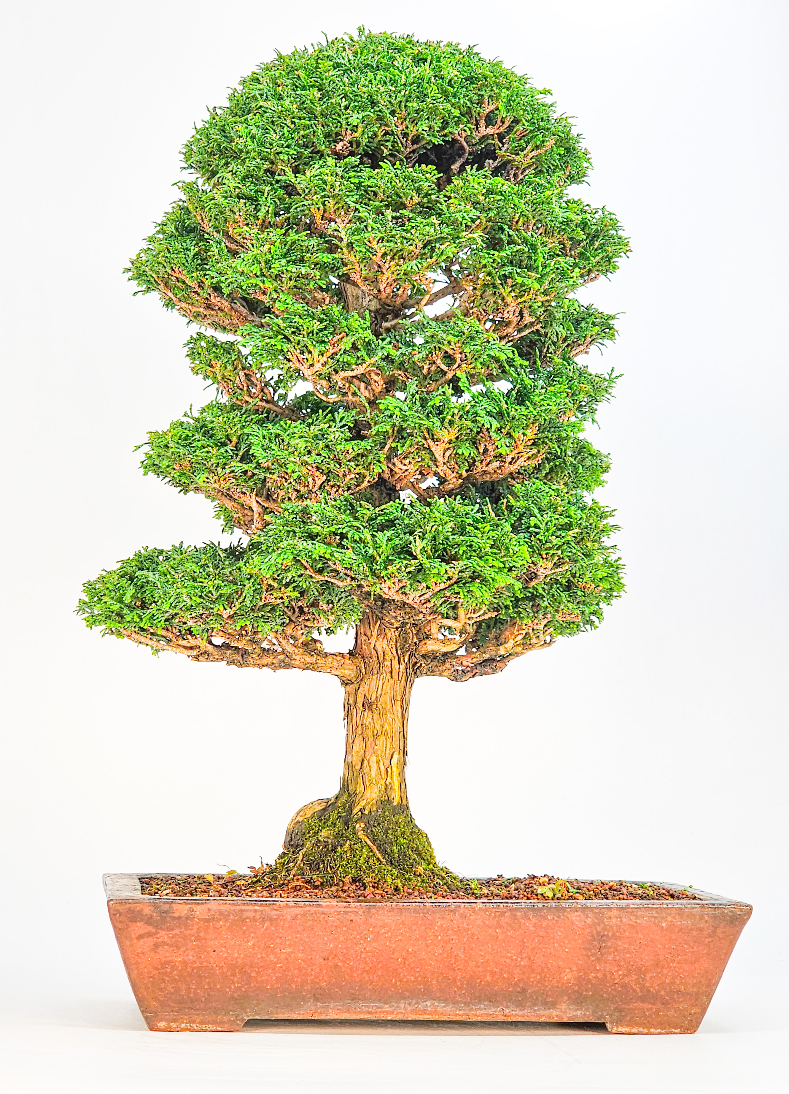 Bonsai Chamaecyparis obtusa 46,5 cm Video!!