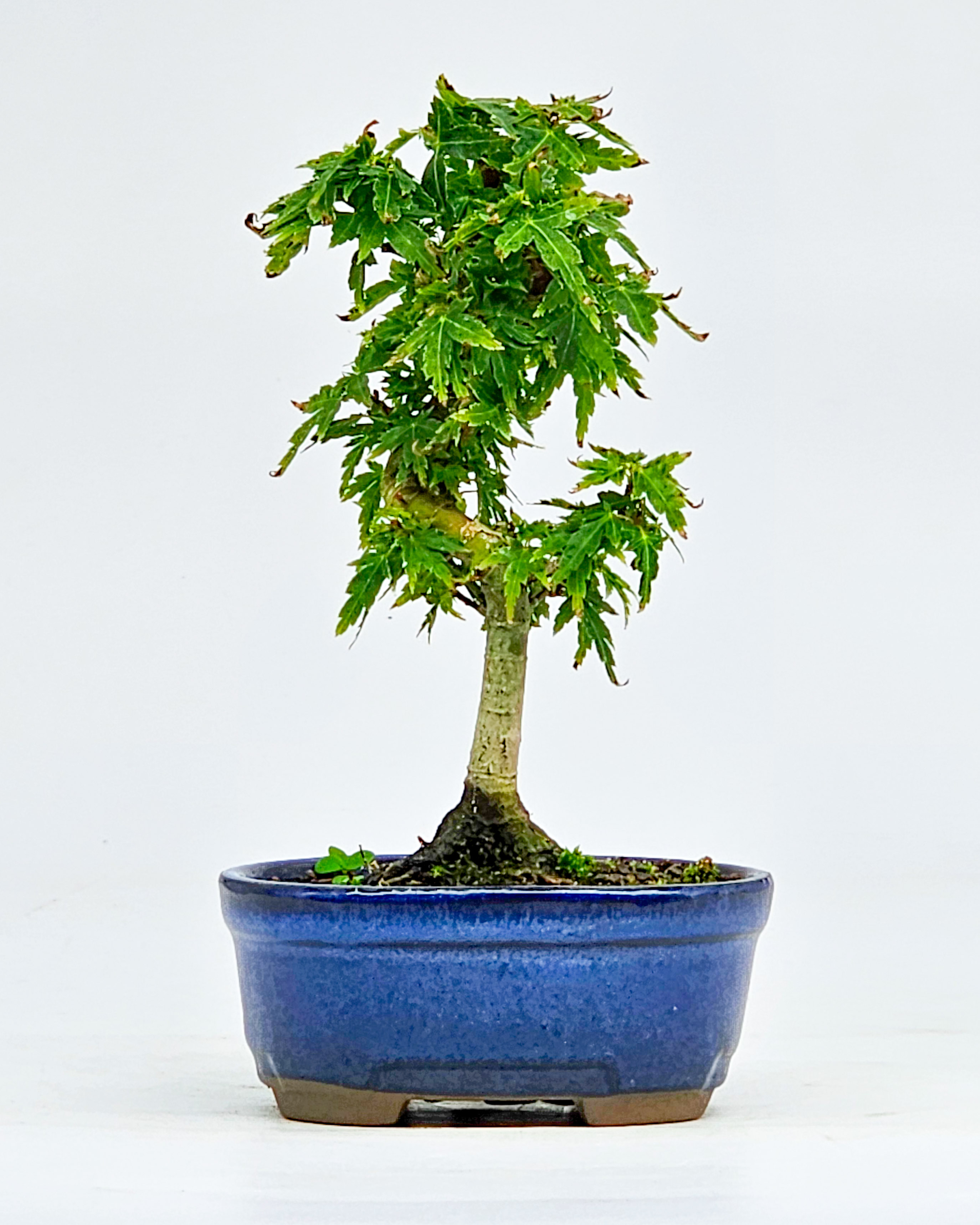 Bonsai Fächerahorn Acer Palmatum Kotohime 13cm 