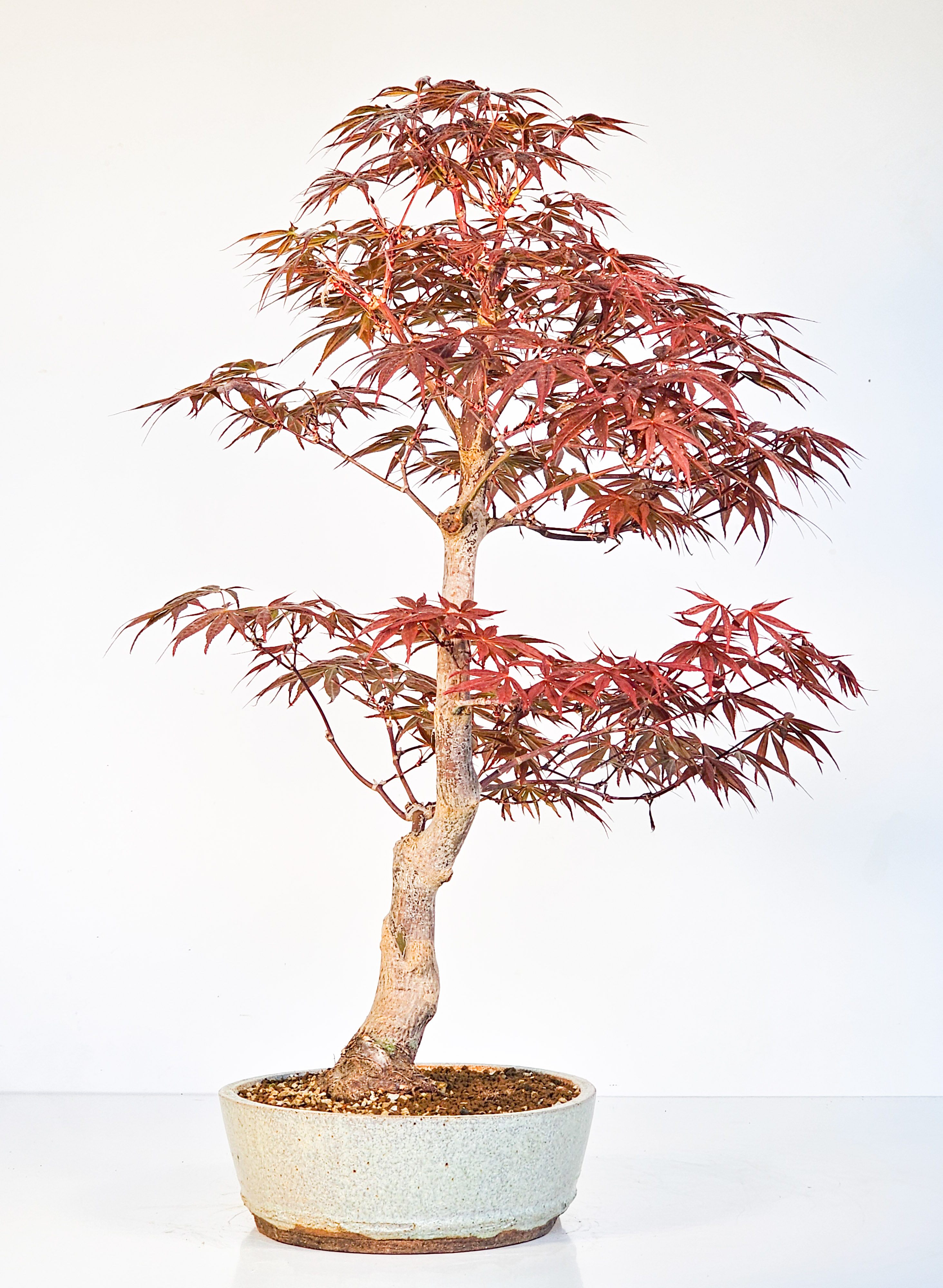 Bonsai Fächerahorn - Acer palmatum Shojo-nomura 52cm 