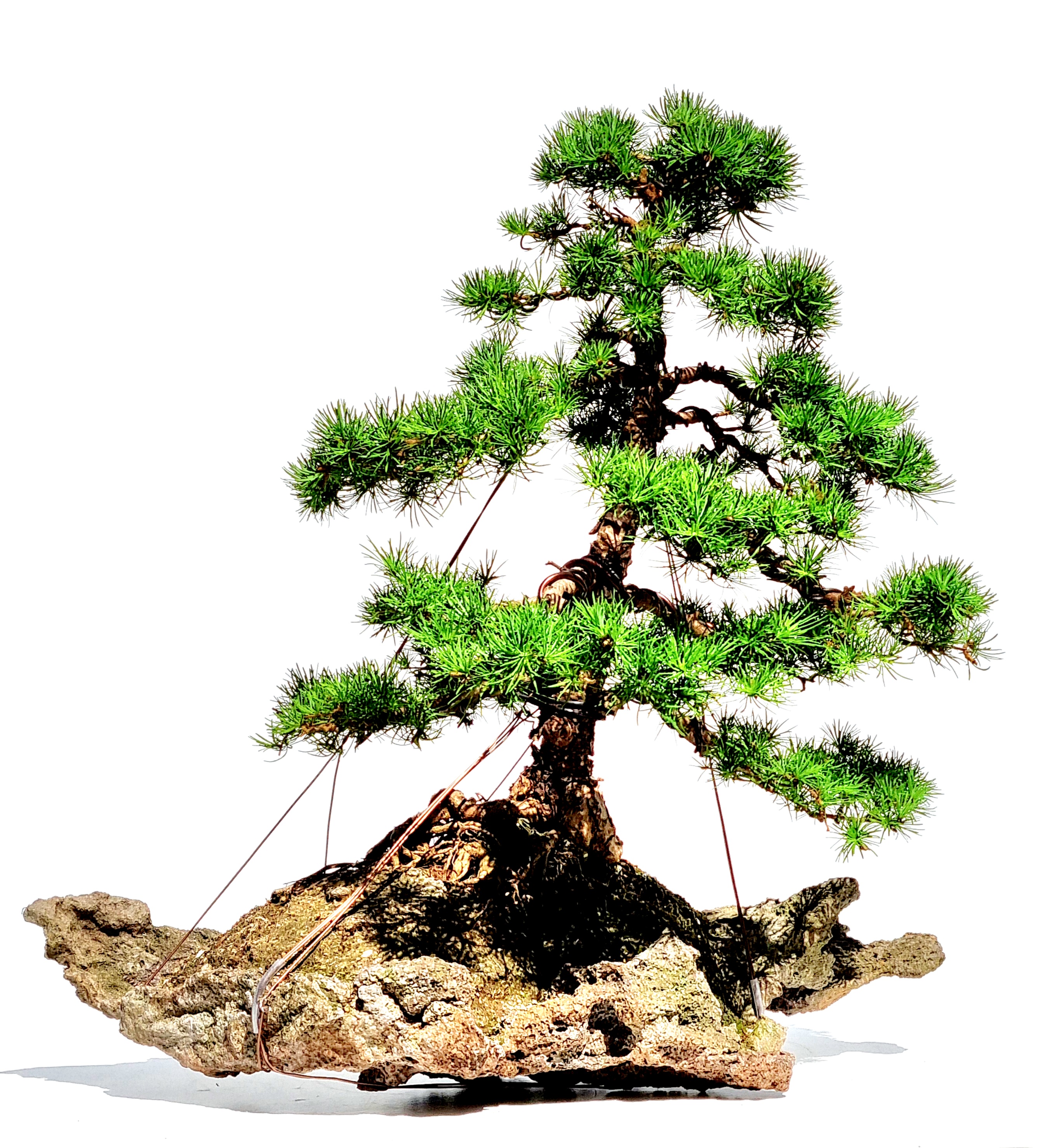 Bonsai Europäische Lärche - Larix decidua 54cm 