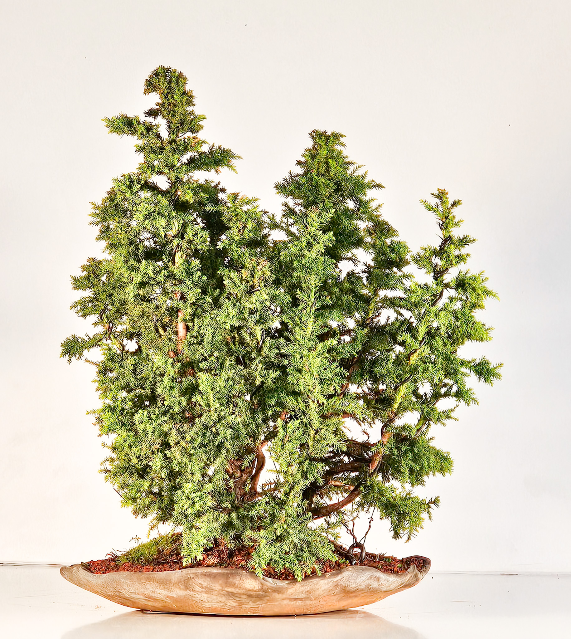Bonsai Sicheltanne Cryptomeria Japonica Wald 45cm