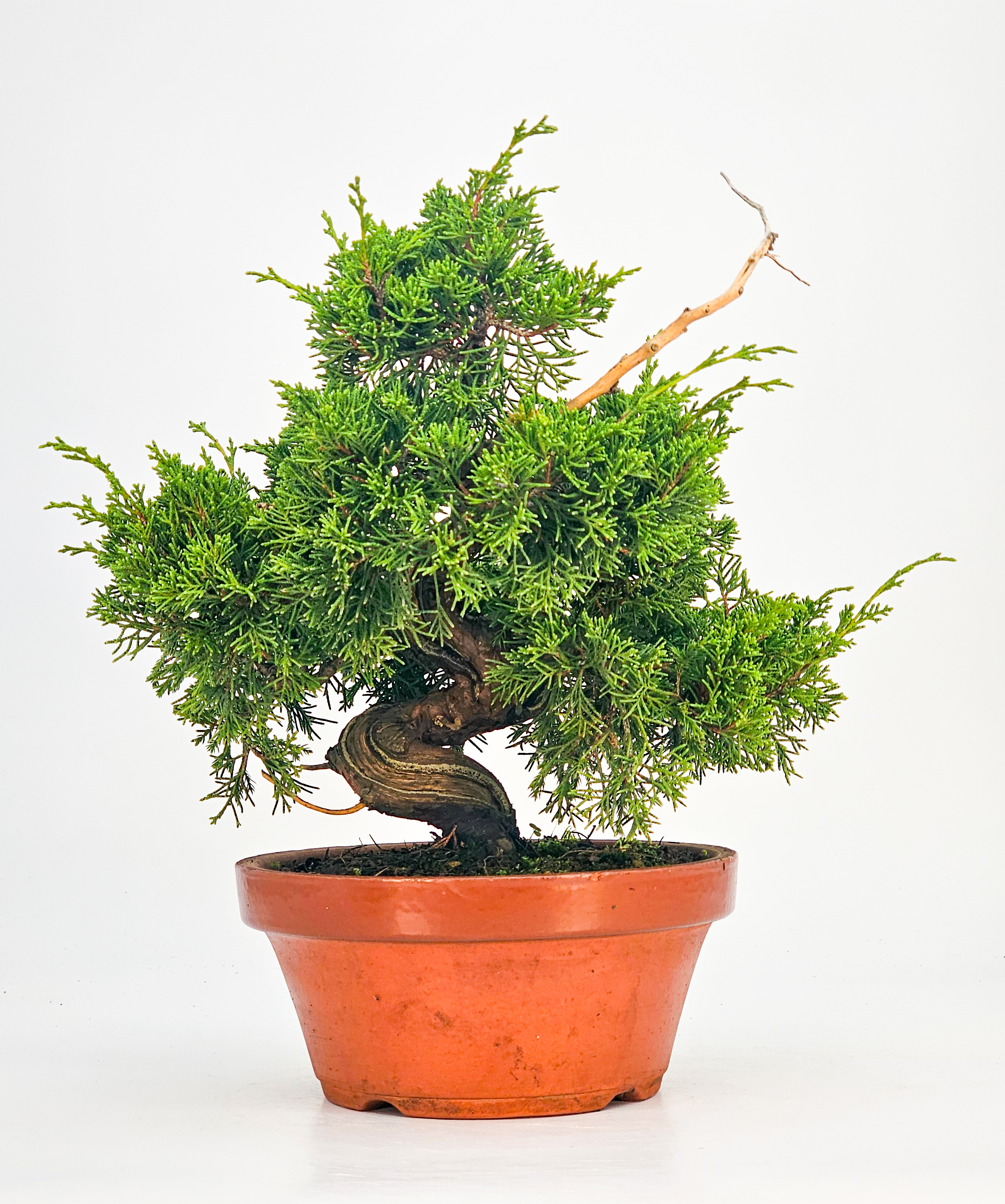 Bonsai Wacholder Juniperus chinensis Shohin  21cm