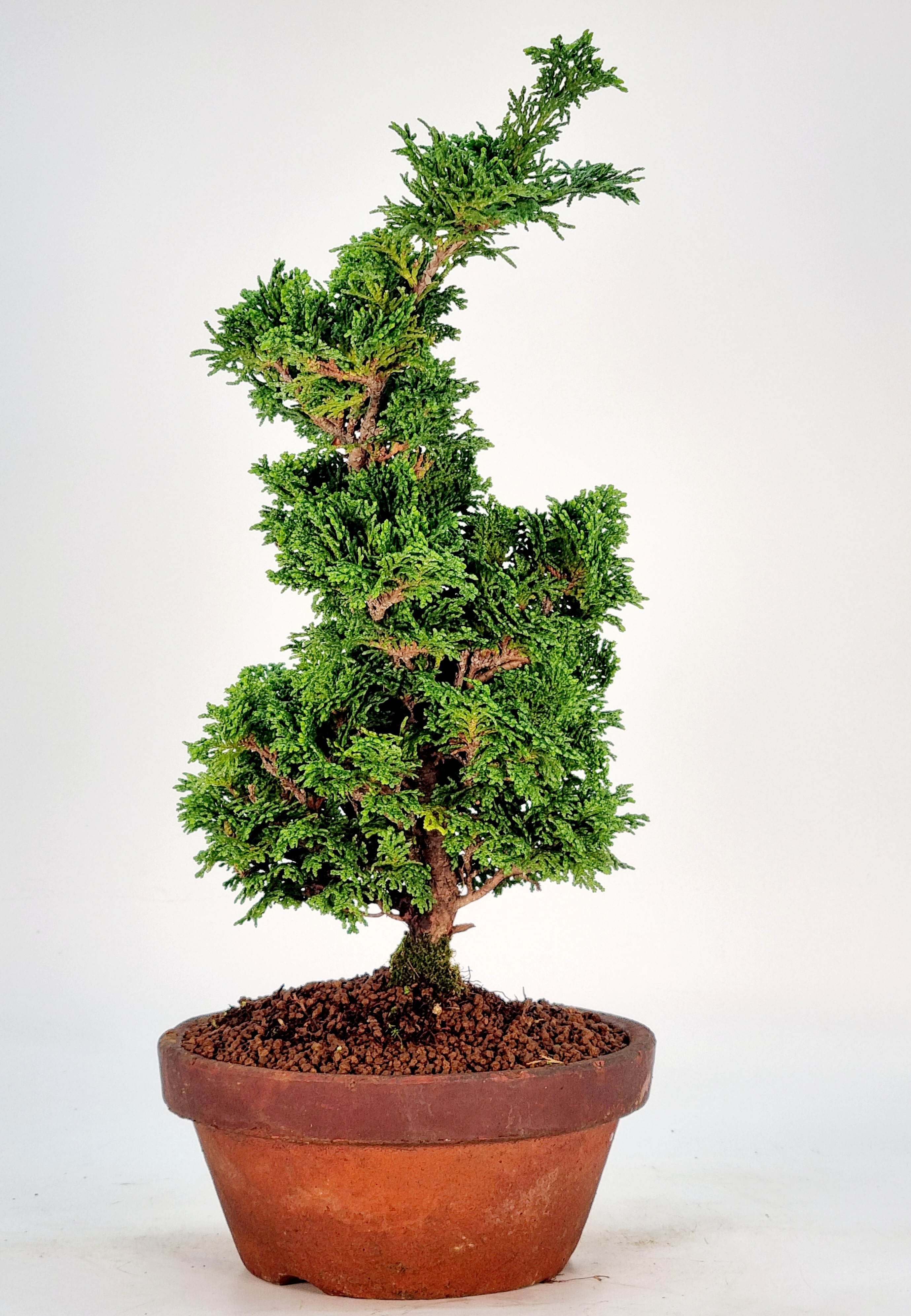 Bonsai Hinoki Scheinzypresse - chamaecyparis obtusa 28cm