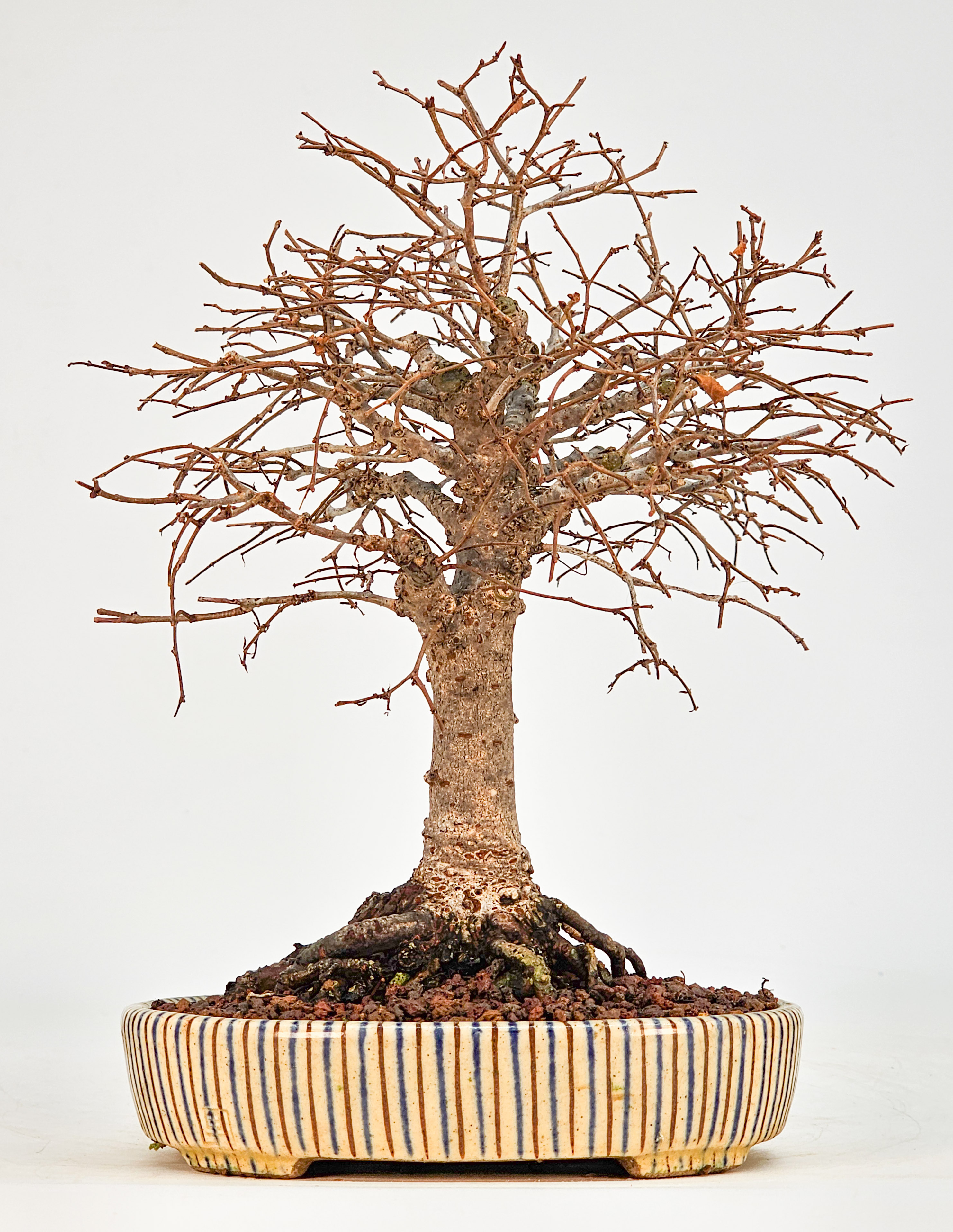 Bonsai Zelkova serrata Shohin 20cm