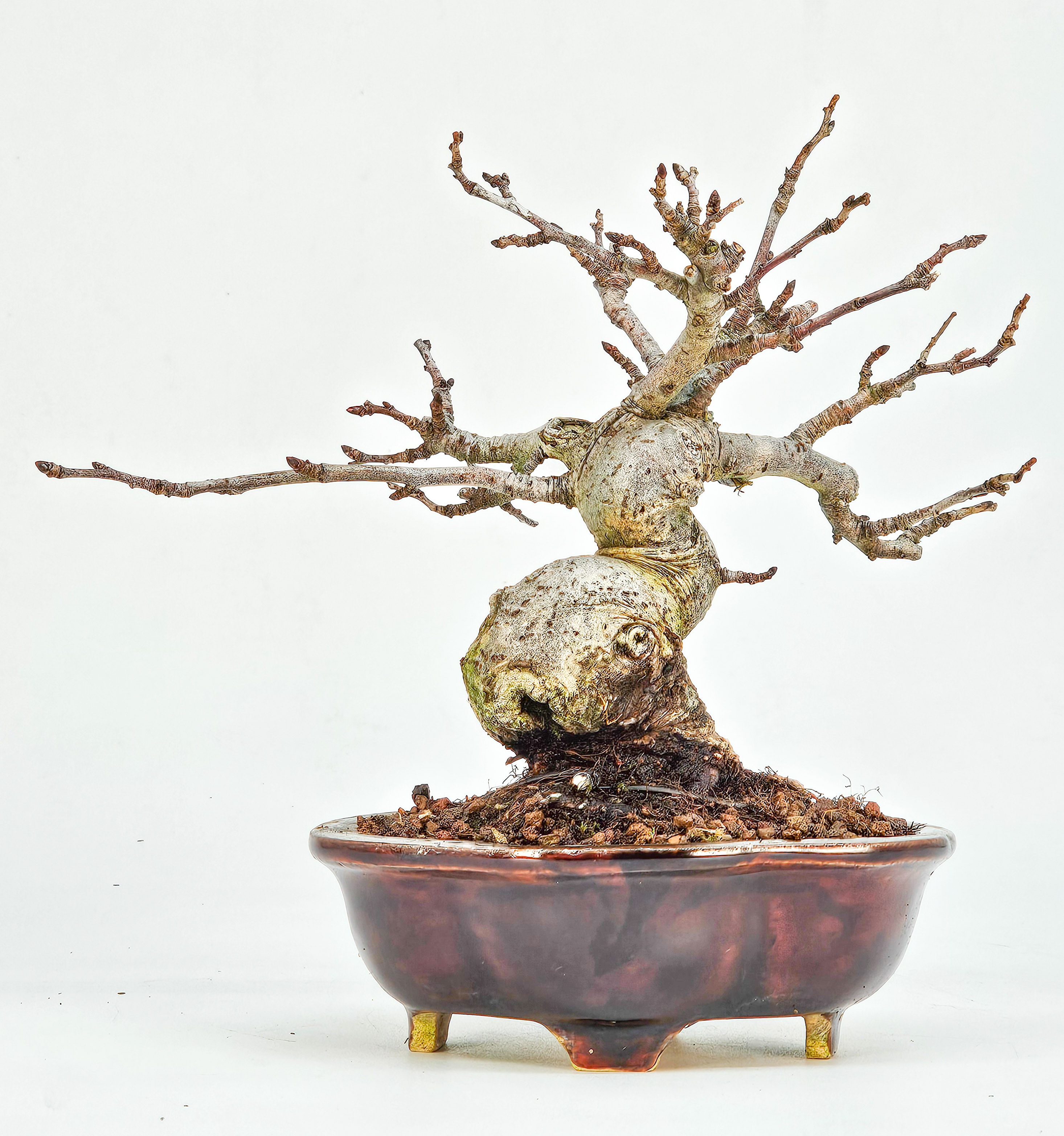 Bonsai Apfel - Malus Shohin 11cm
