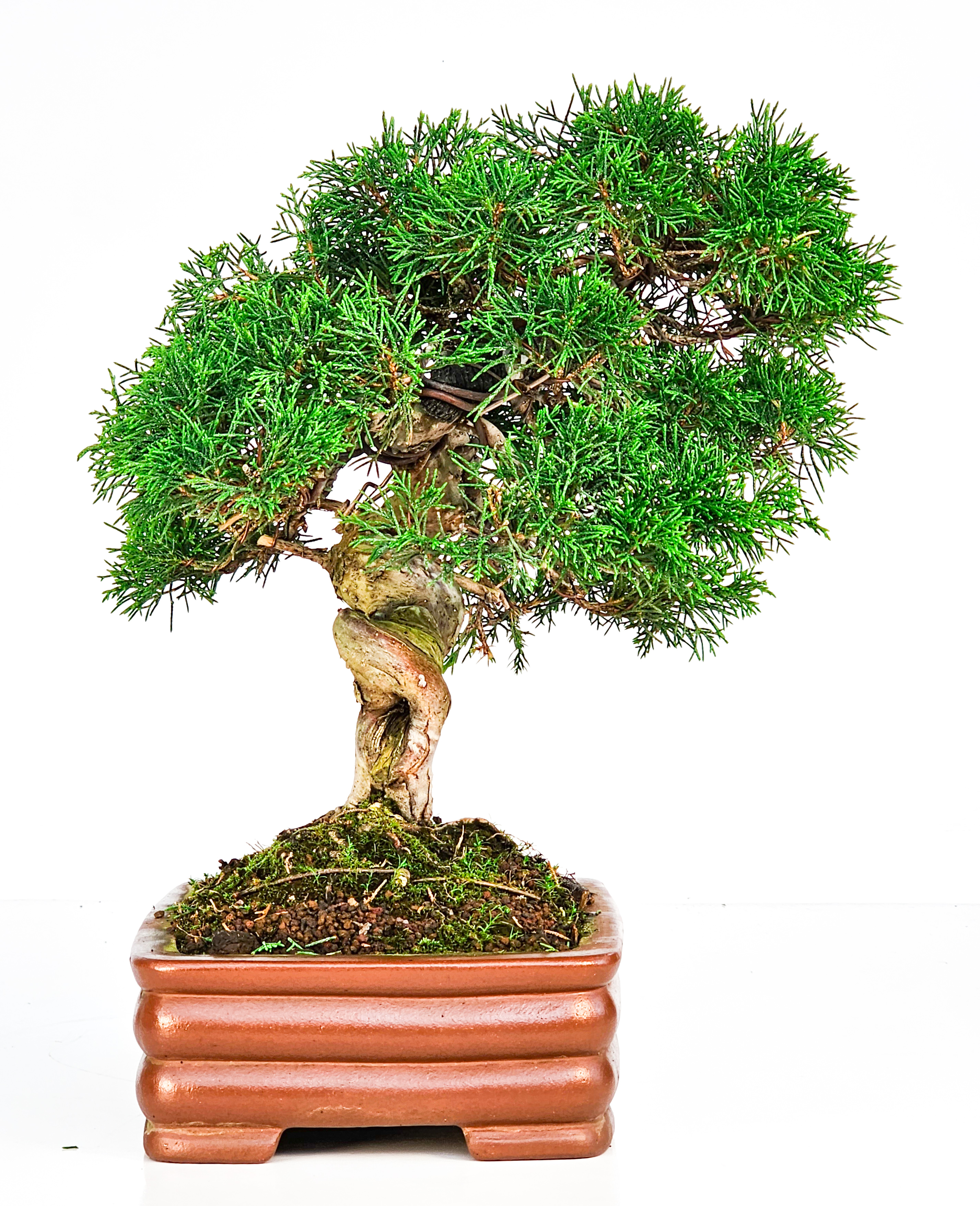 Bonsai Wacholder Juniperus Itoigawa 32cm