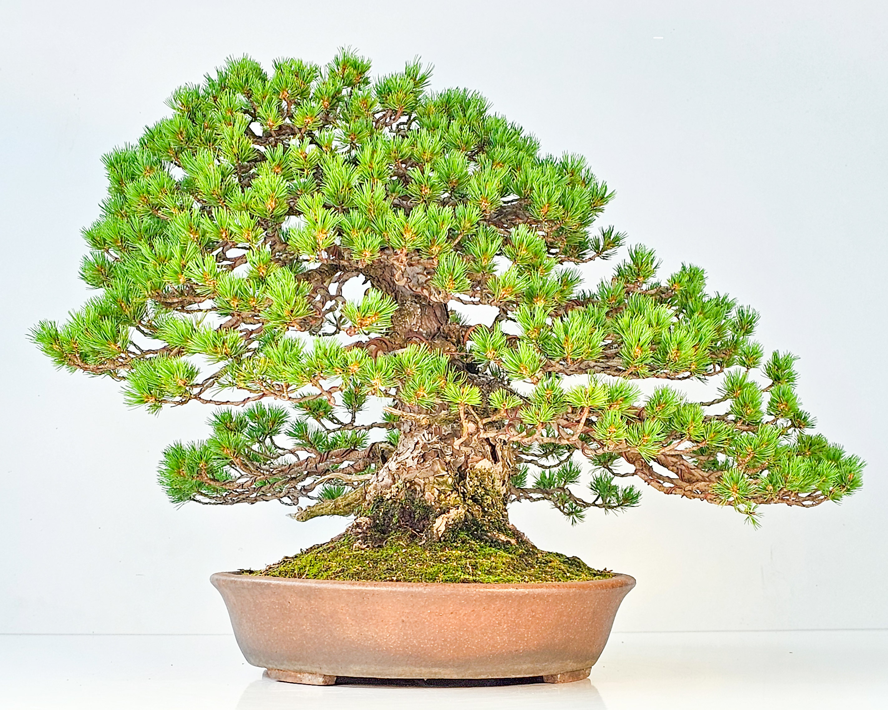 Bonsai Mädchenkiefer Pinus parviflora zuisho 42,5 cm