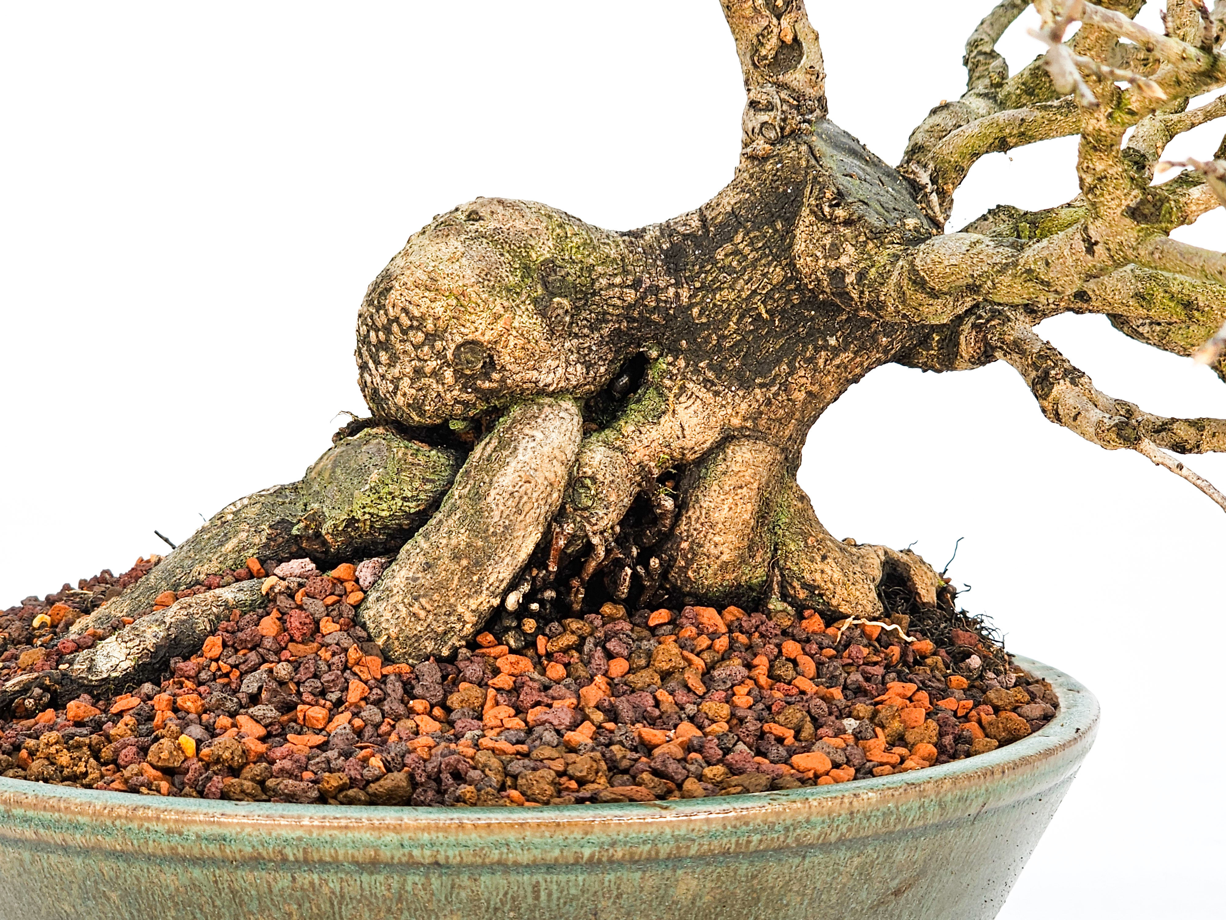 Bonsai Diospyros kaki Kakipflaume  Shohin 21cm Video!!