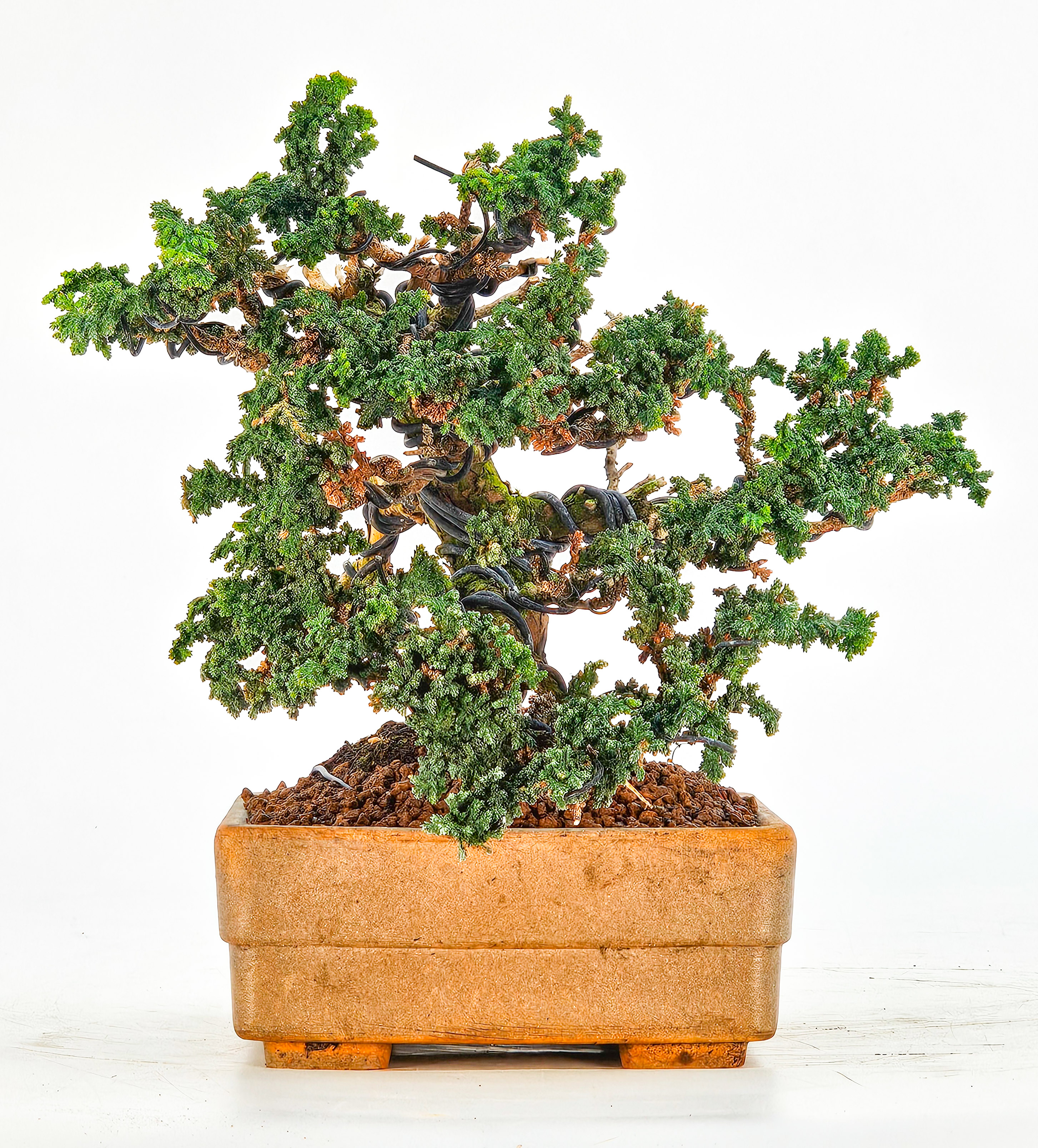 Bonsai Chamaecyparis obtusa Sekka hinoki Shohin 14cm  