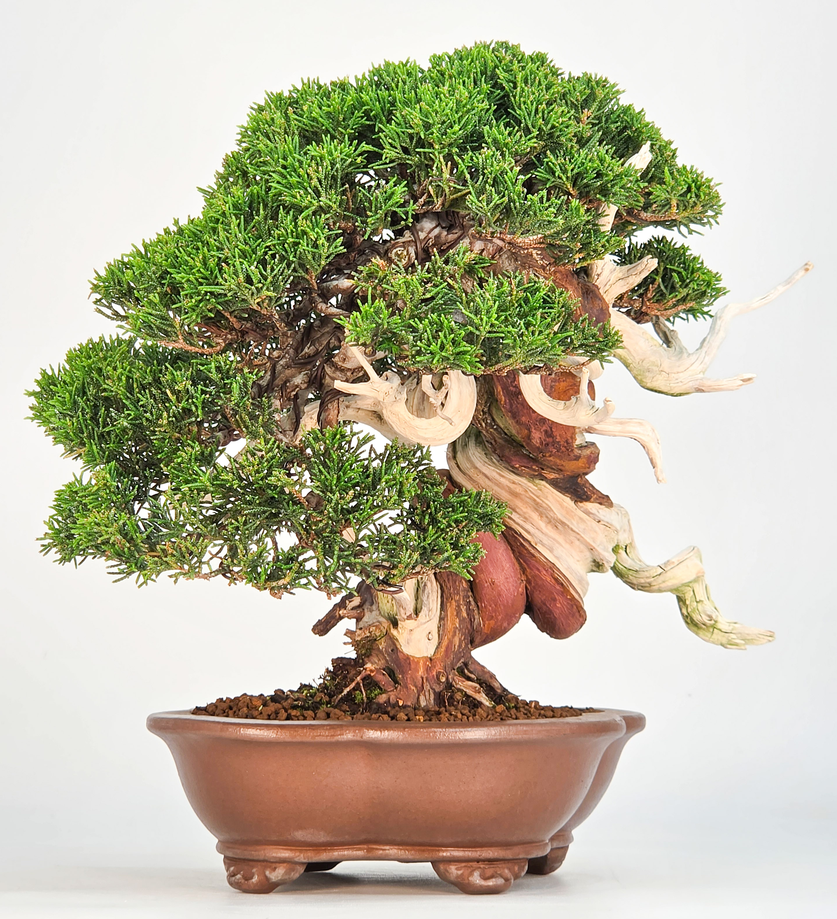 Bonsai Premium Wacholder - Juniperus chinensis 23cm Video!!