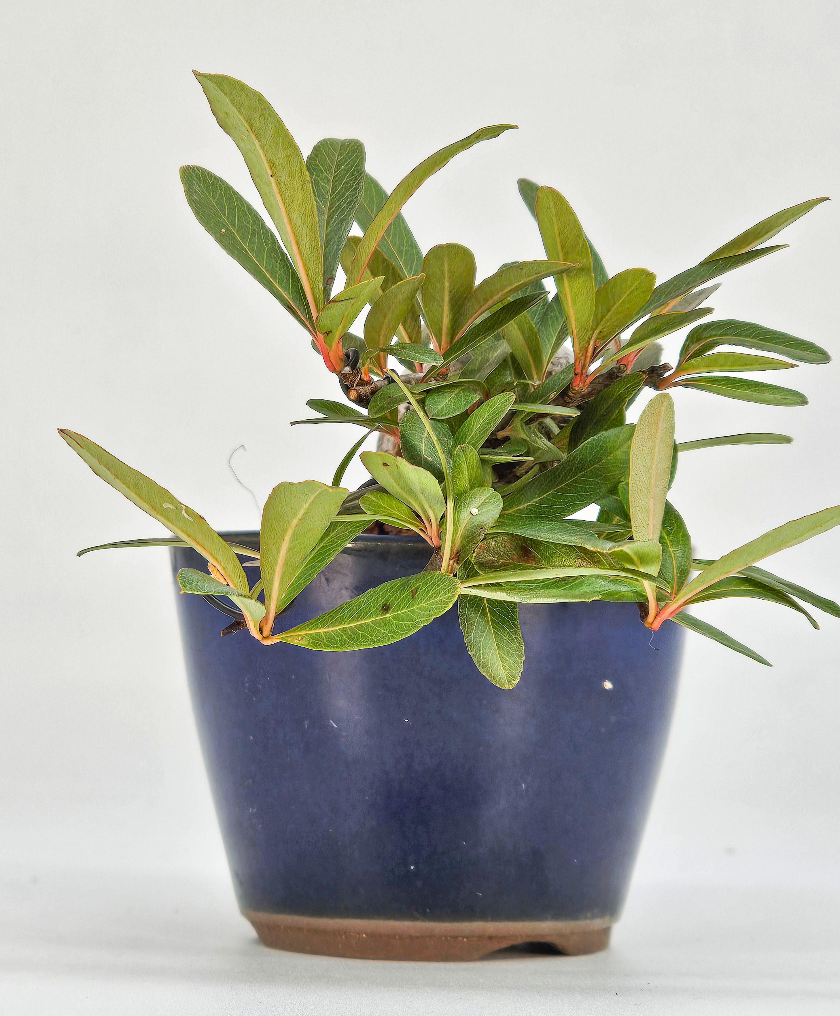 Bonsai Japanischer Liguster - Ligustrum japonicum 5cm