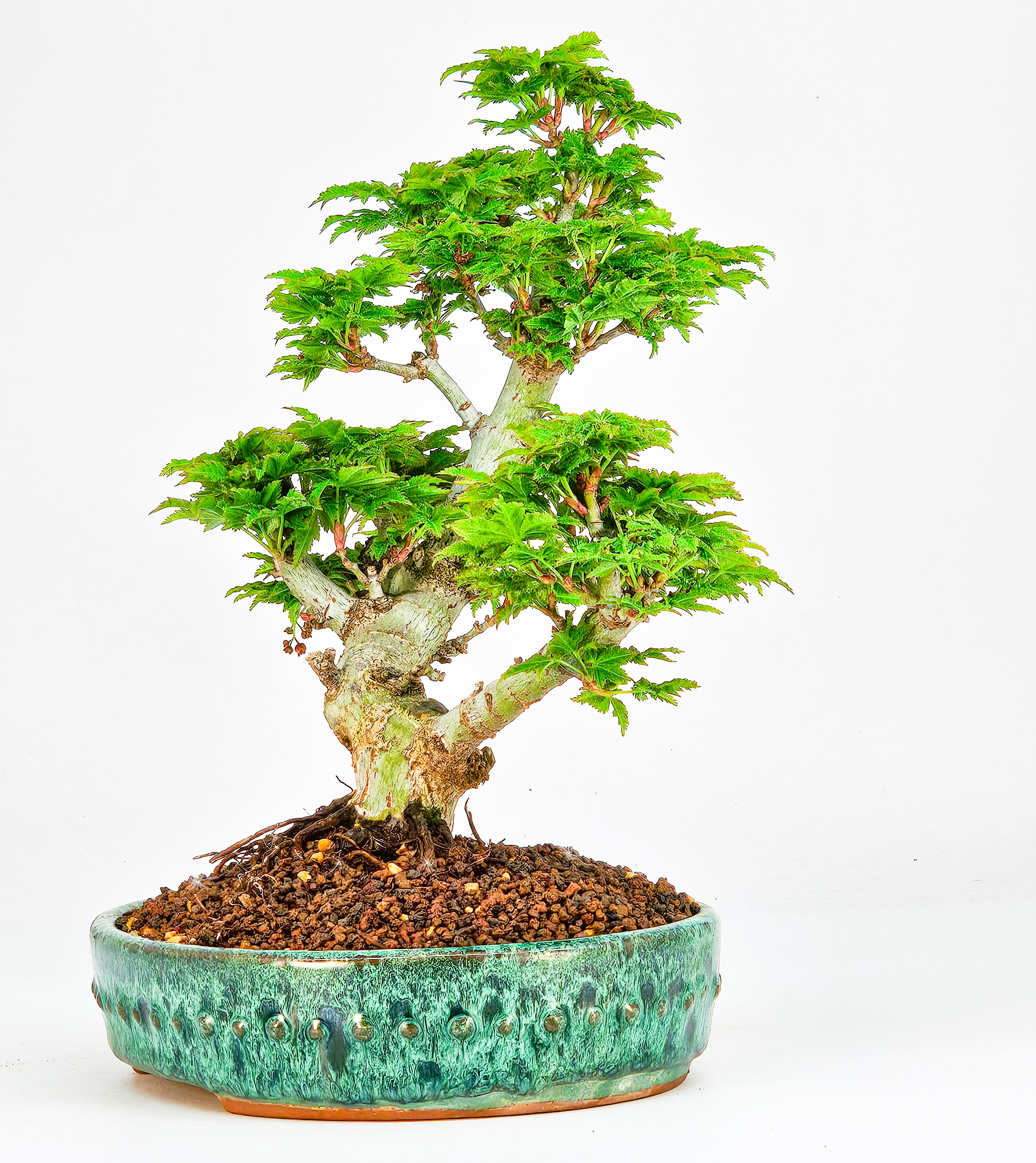 Bonsai Löwenkopfahorn- Acer palmatum Shishigashira Shohin 20cm