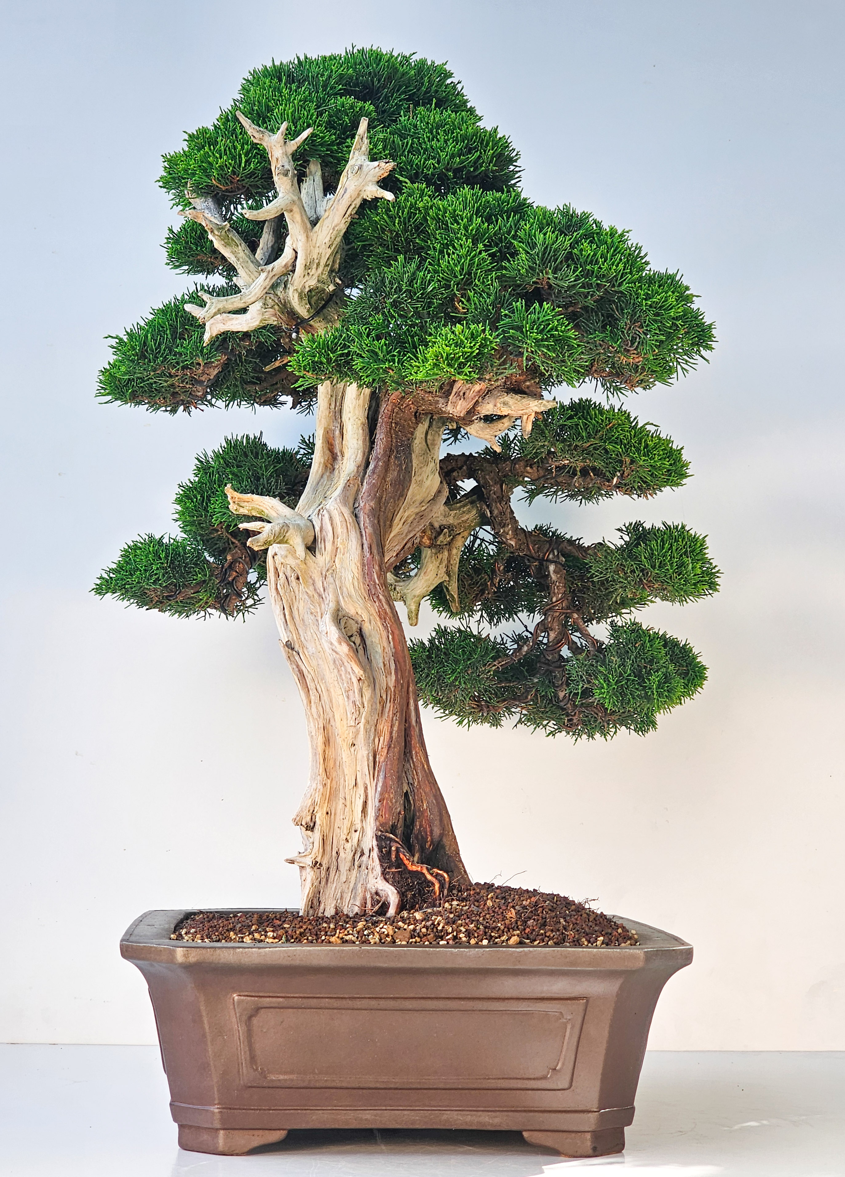 Bonsai Wacholder Juniperus chinensis shimpaku 66 cm Video!!