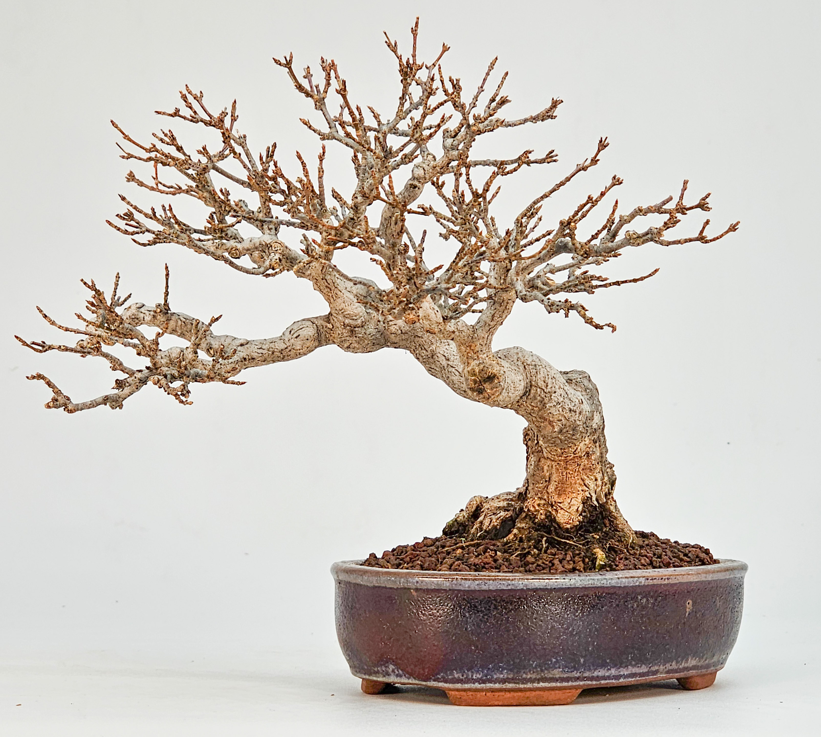 Bonsai Dreispitzahorn - Acer buergerianum Shohin 16cm