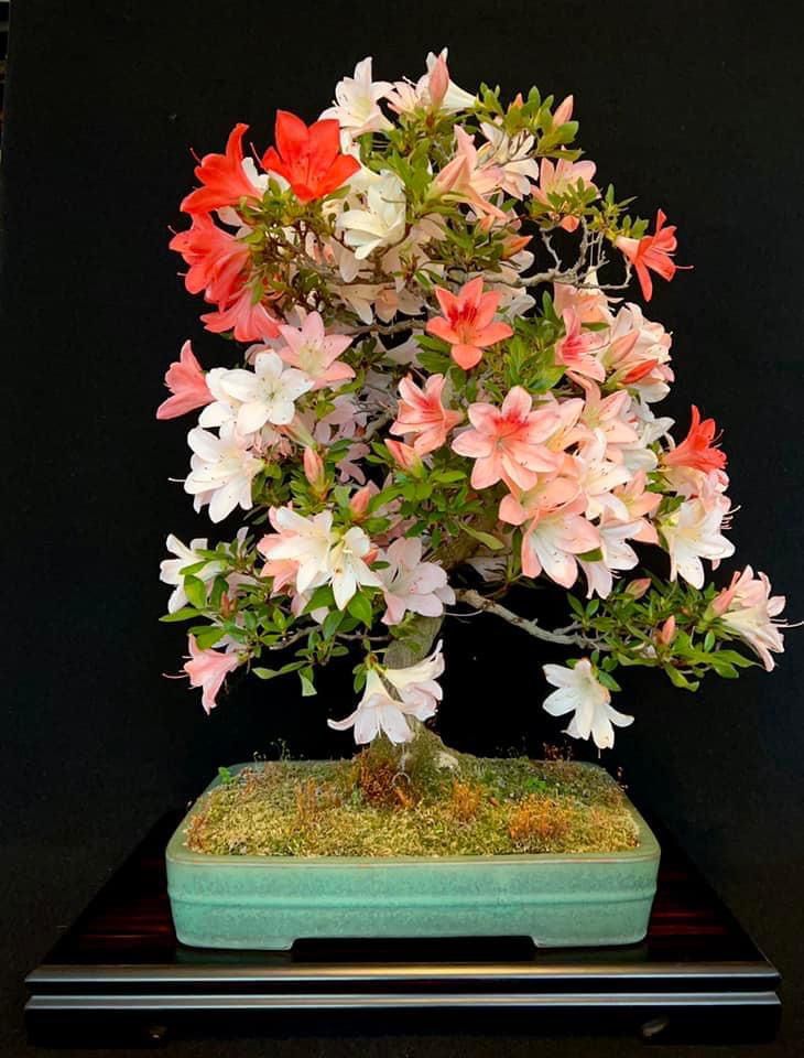 Bonsai Azalee Rhododendron indicum -Shin Koyo- 58cm Bonsai Azalee Rhododendron indicum -Shin Koyo- 58cm