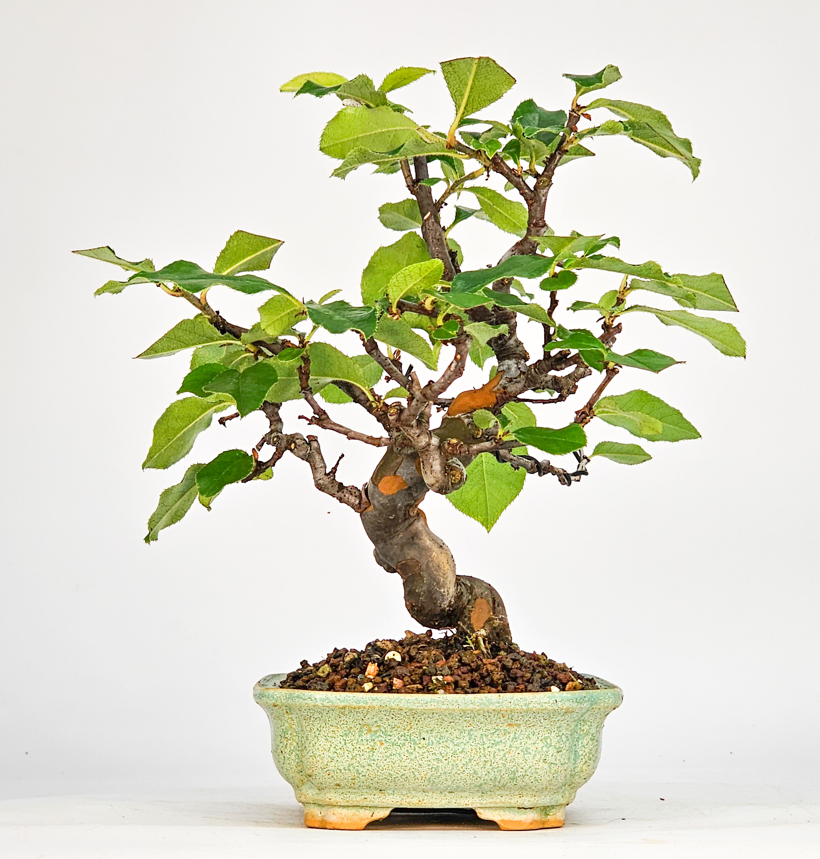 Bonsai Quitte - Pseudocydonia sinensis Shohin 16cm