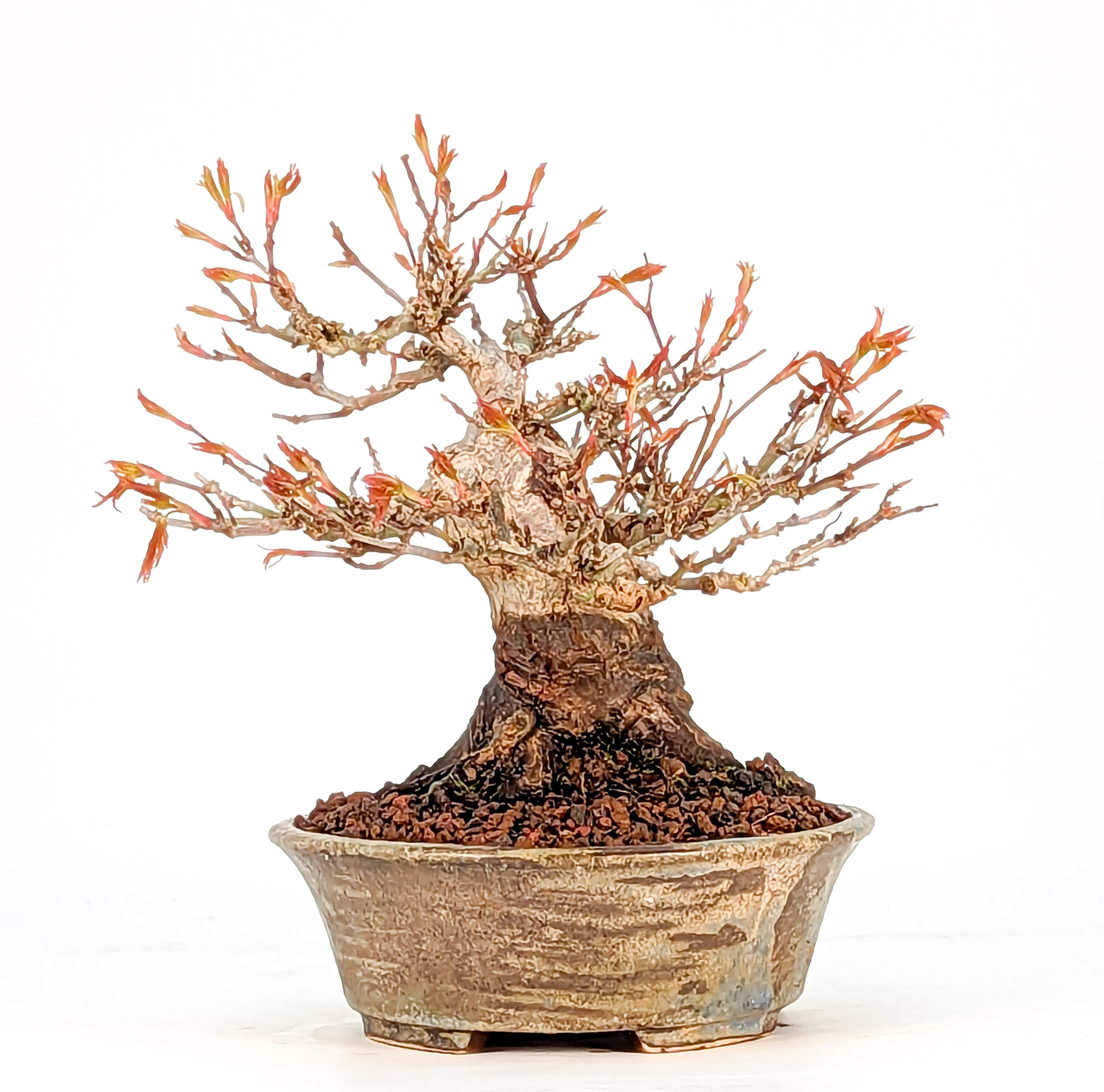 Bonsai Fächerahorn Acer Palmatum Yamamomiji Shohin 12cm