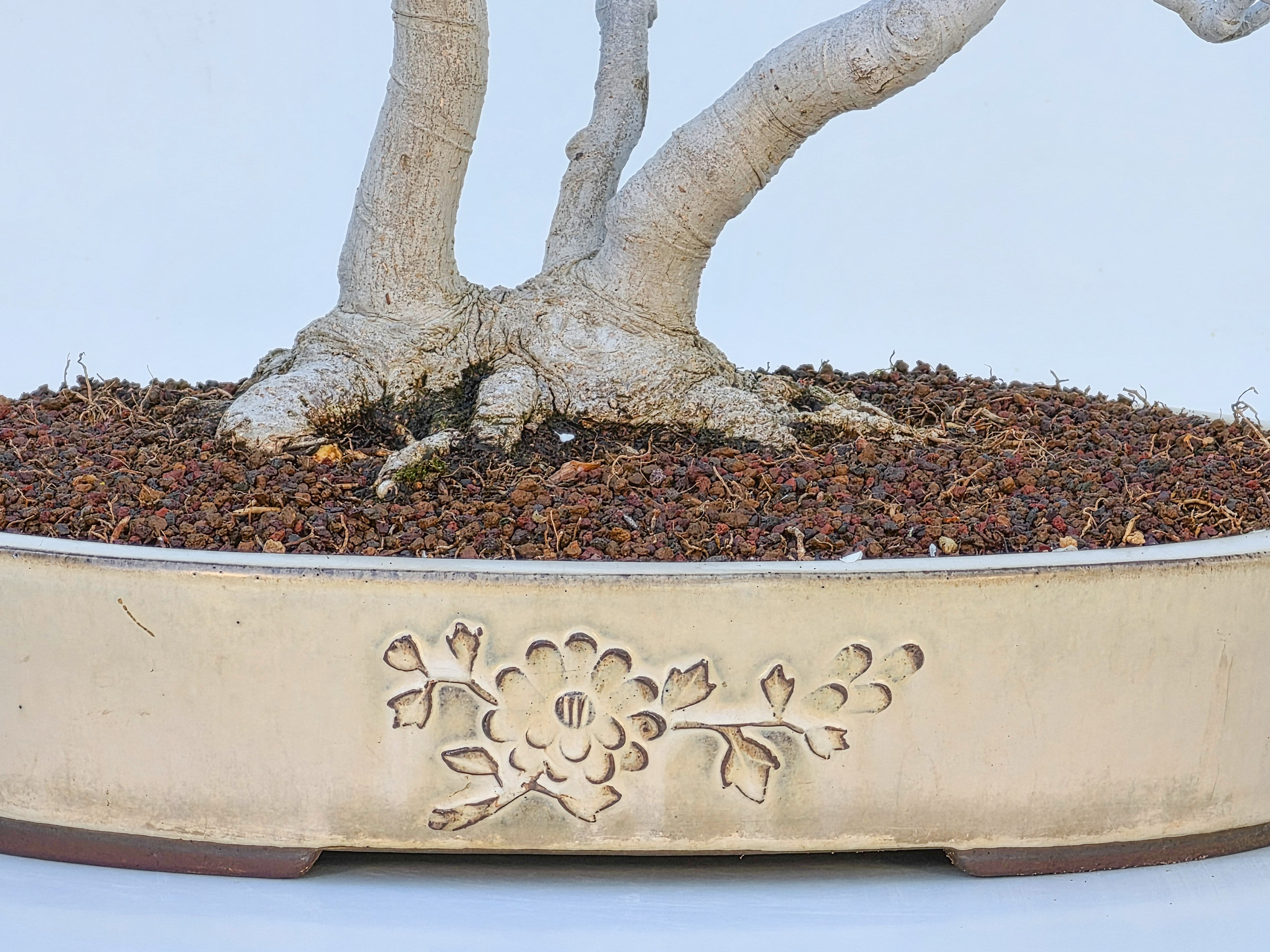 Bonsai Premium Magnolia kobus saucer - Magnolie 55cm