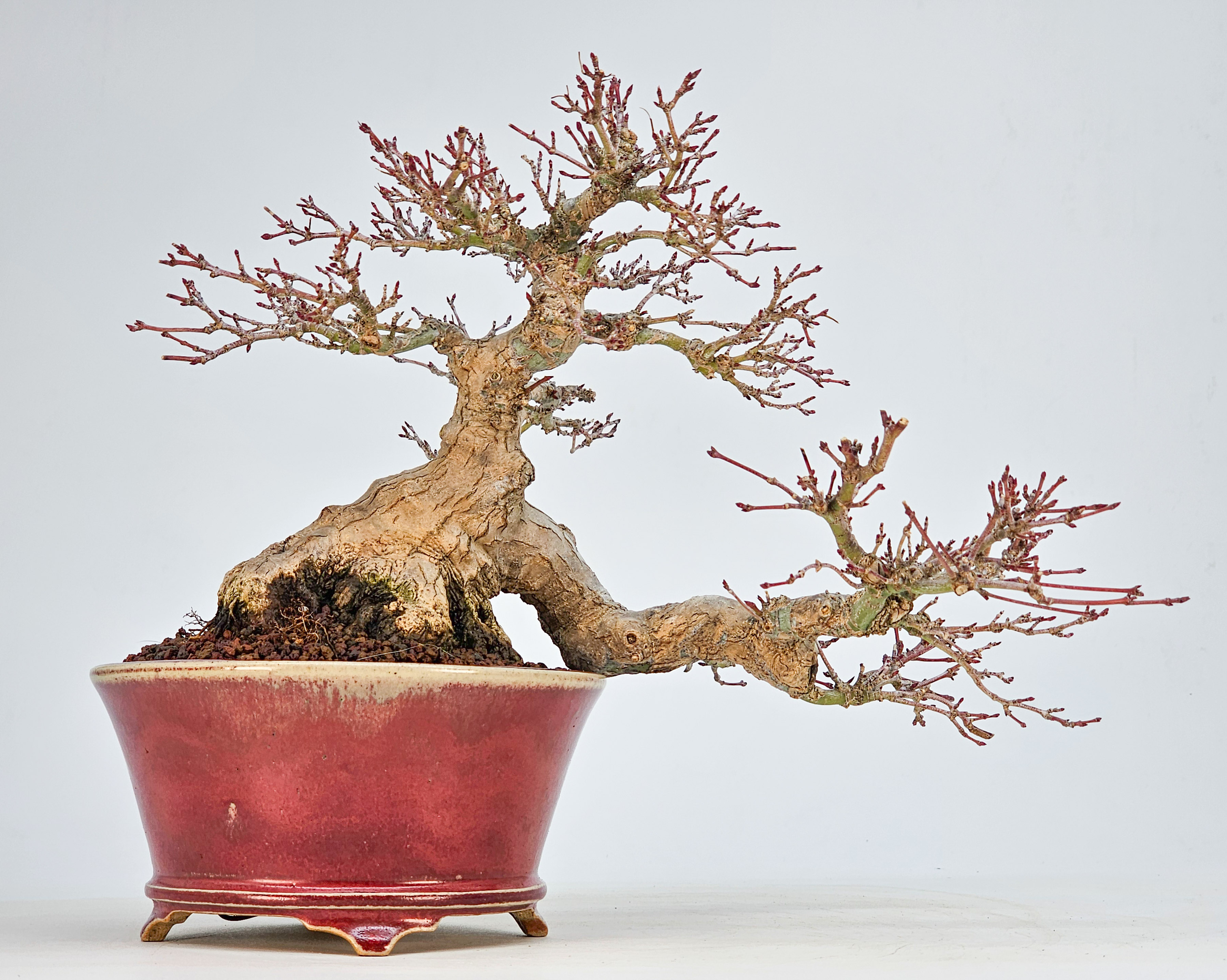 Bonsai Premium  Fächerahorn - Acer palmatum Shohin 17cm