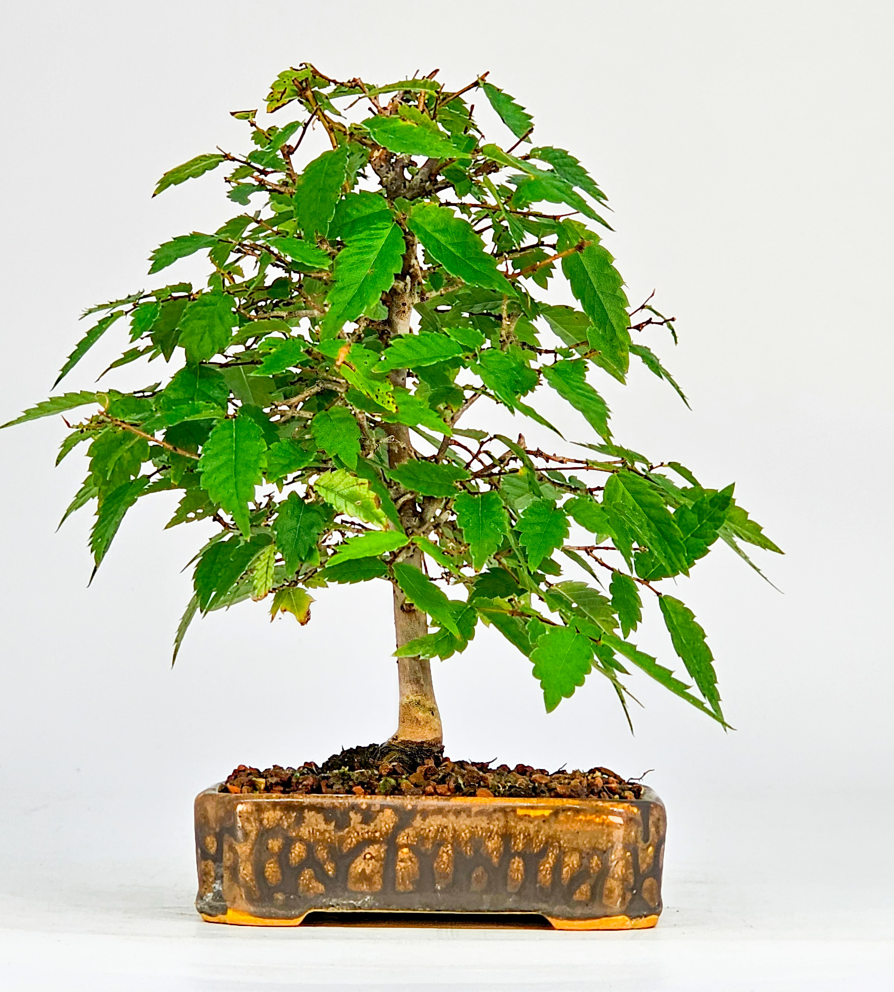 Bonsai Zelkova serrata Shohin 17cm 