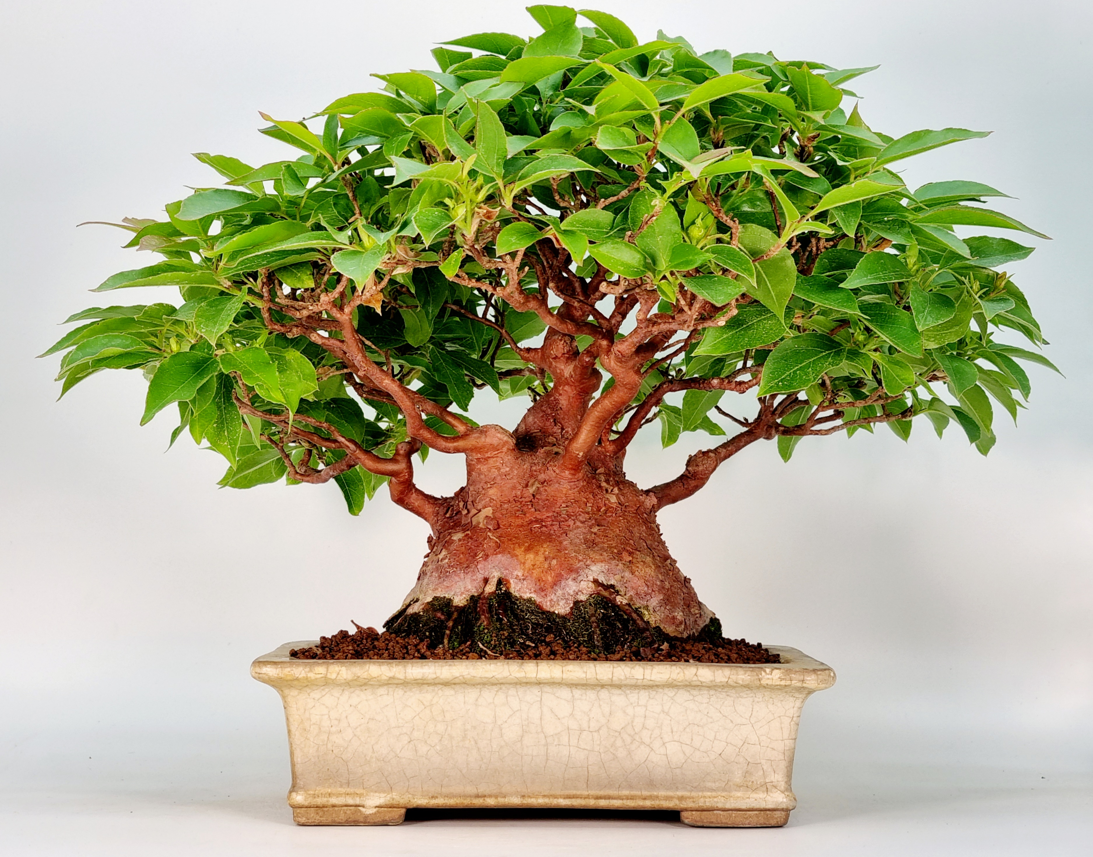 Bonsai Scheinkamelie - Stewartie 24cm Bonsai Scheinkamelie - Stewartie 24cm