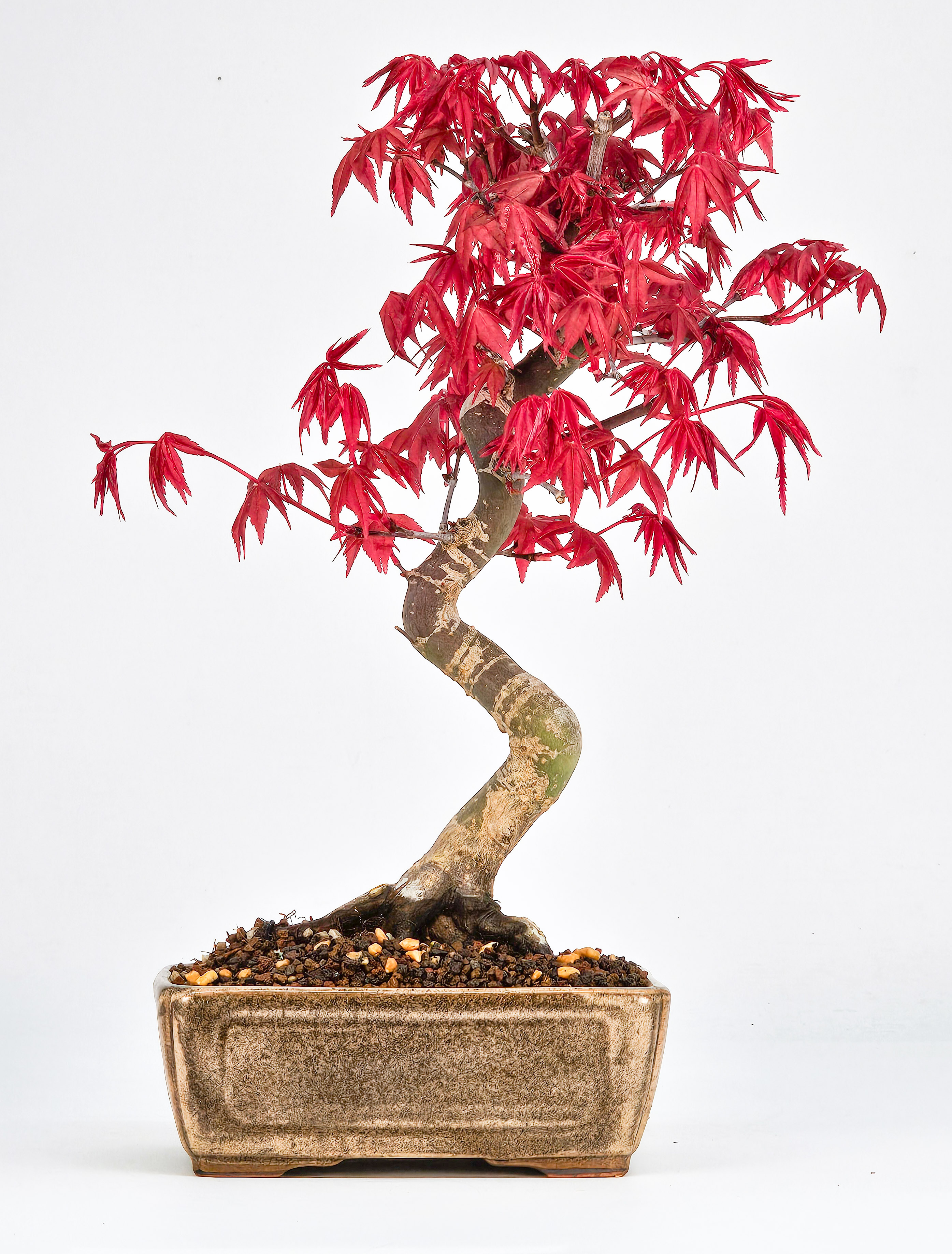 Bonsai Fächerahorn Acer palmatum Deshojo Shohin 21cm  
