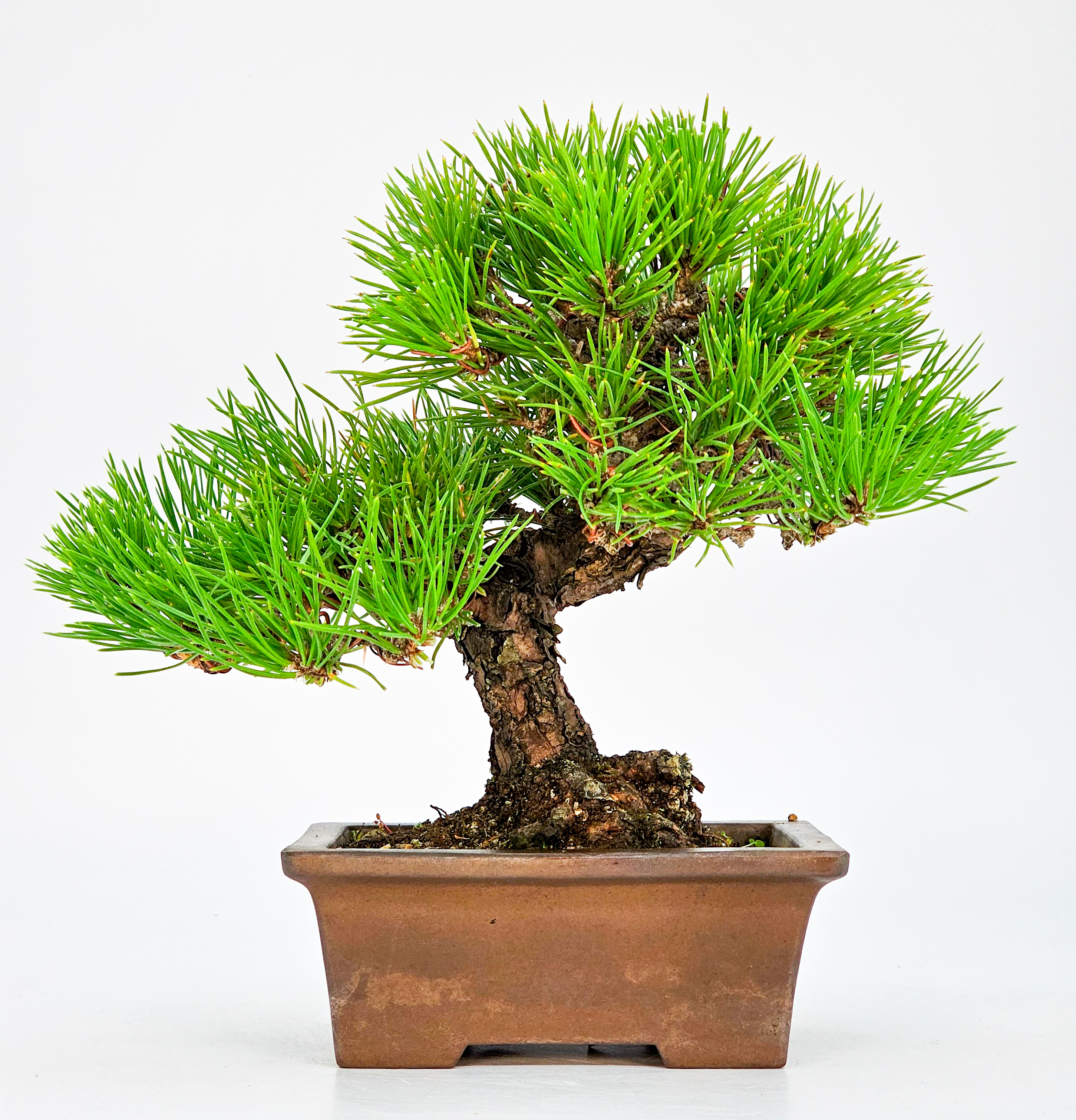 Bonsai Schwarzkiefer - Pinus thunbergii Shohin 16cm