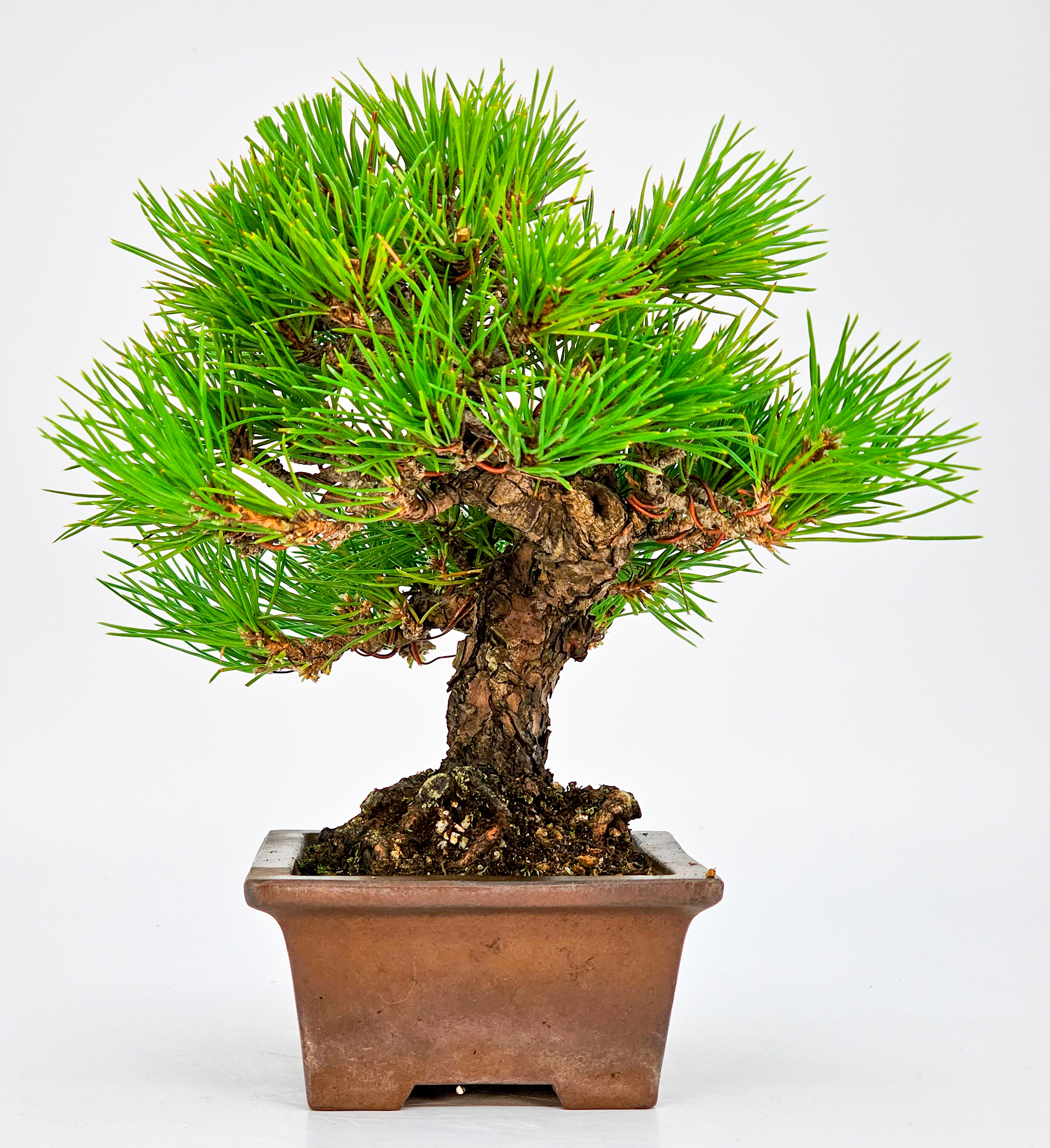 Bonsai Schwarzkiefer - Pinus thunbergii Shohin 16cm